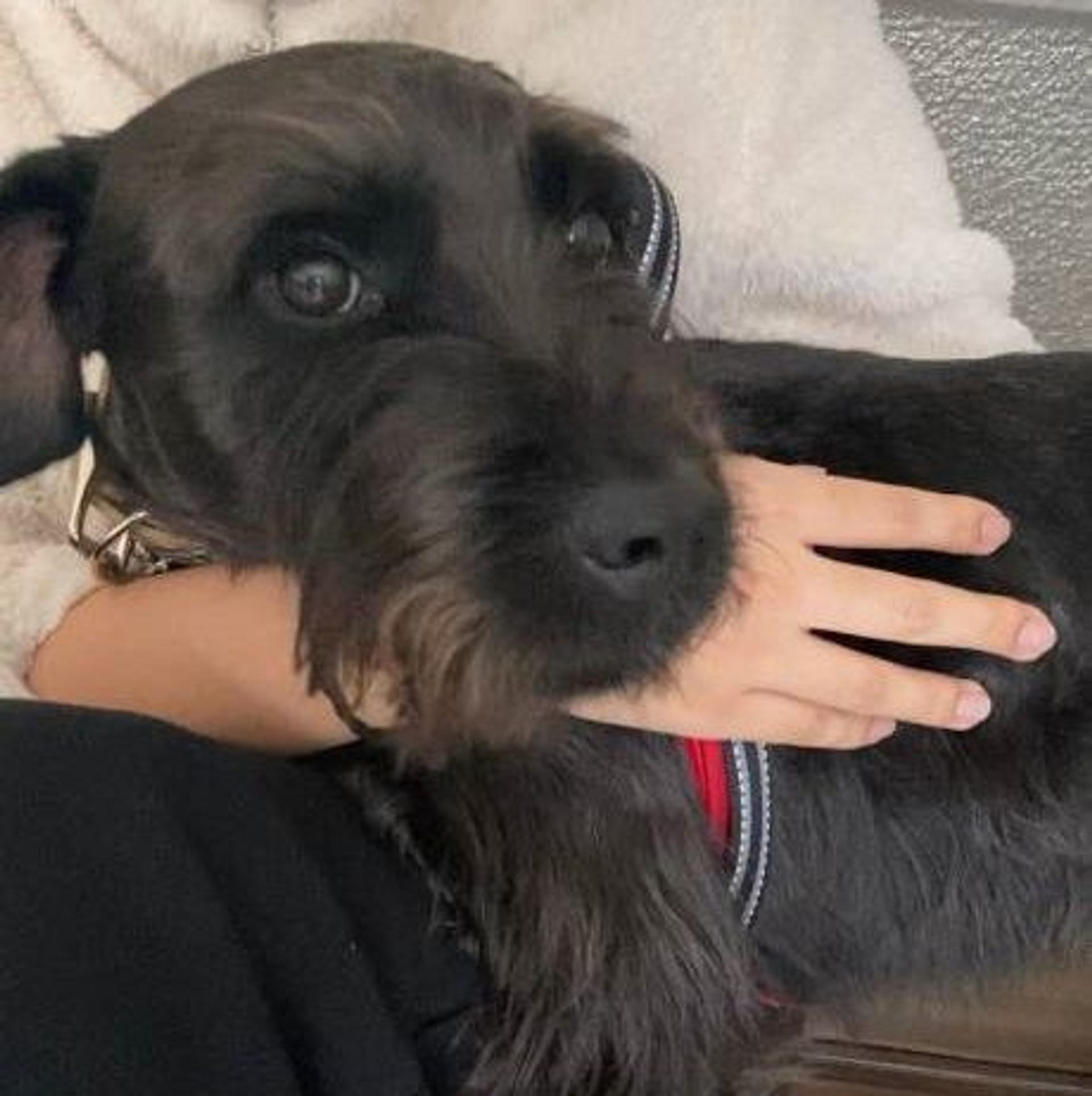 pet-image-2