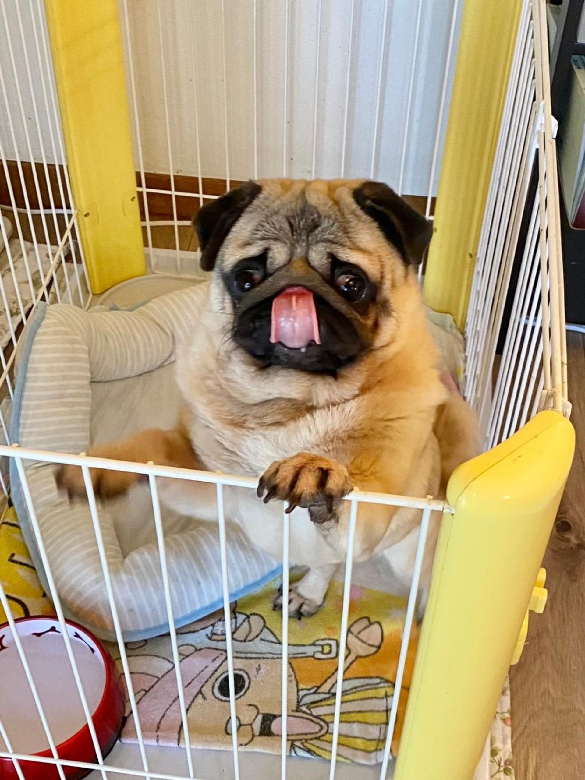 pet-image-6