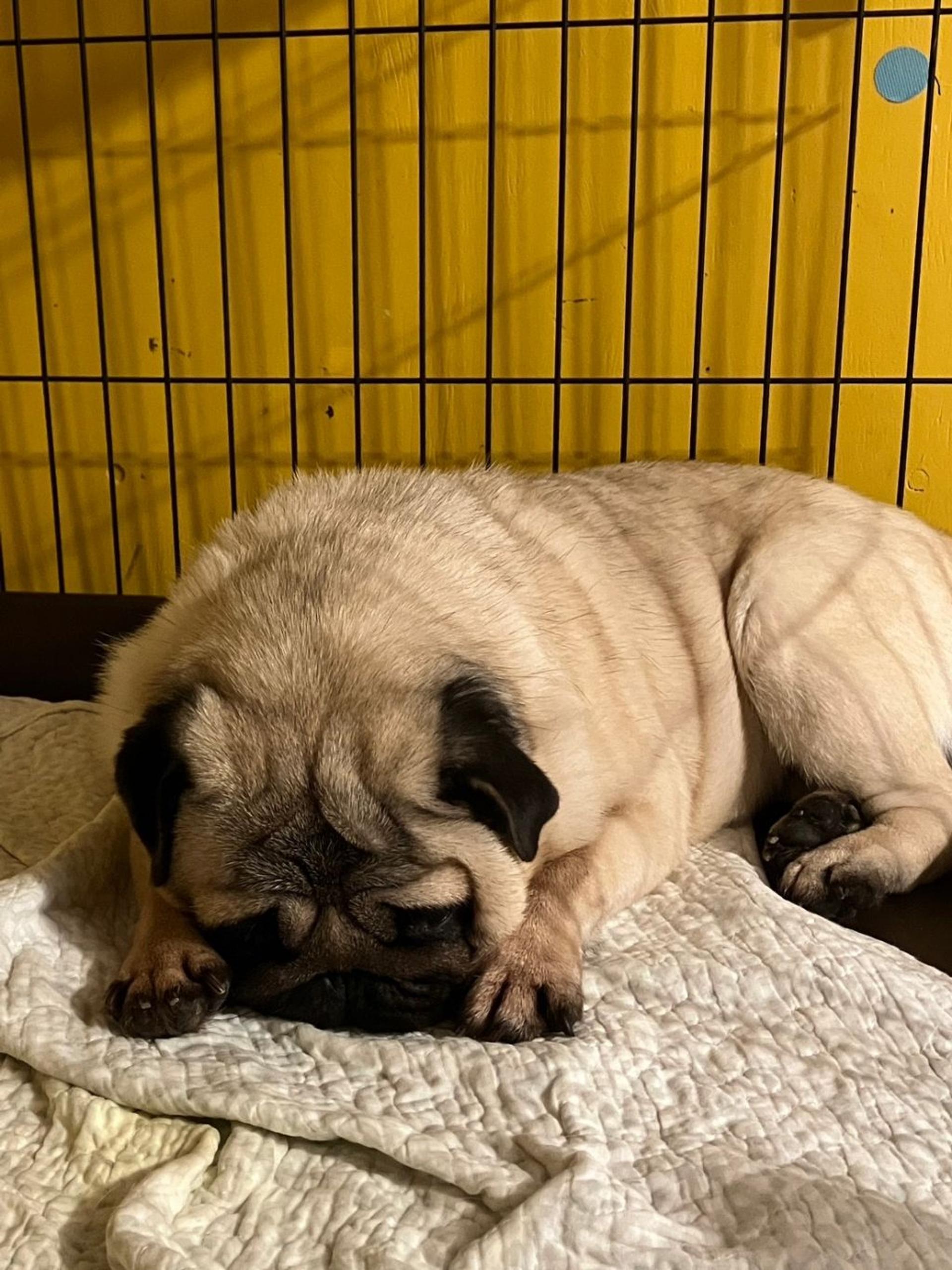 pet-image-8