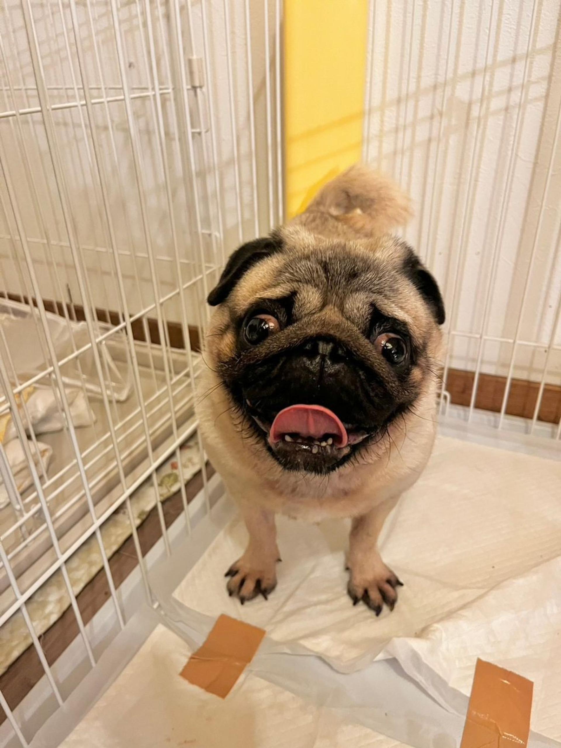 pet-image-9