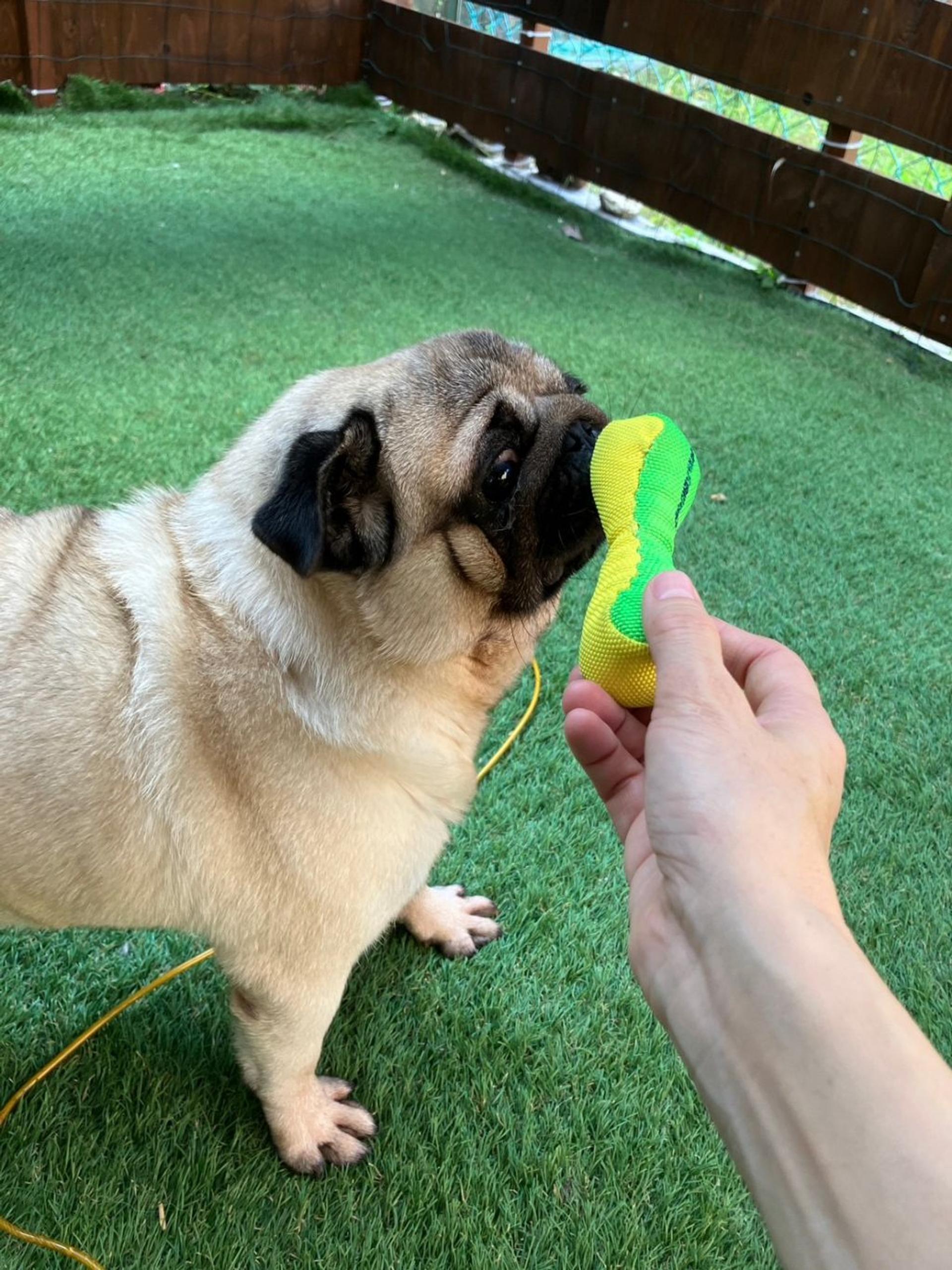 pet-image-10