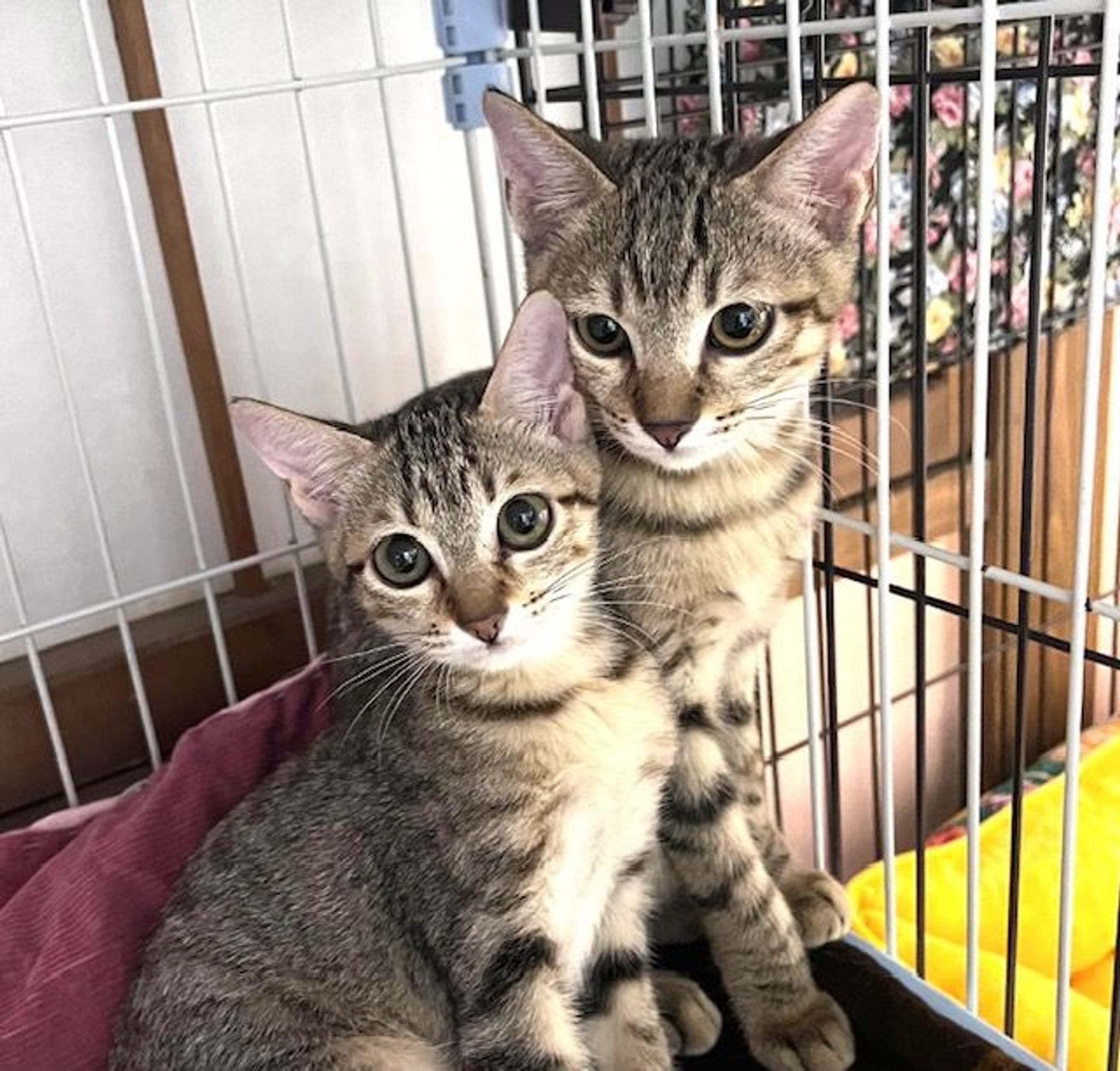 雑種（ミックス猫）・メスの里親募集の写真