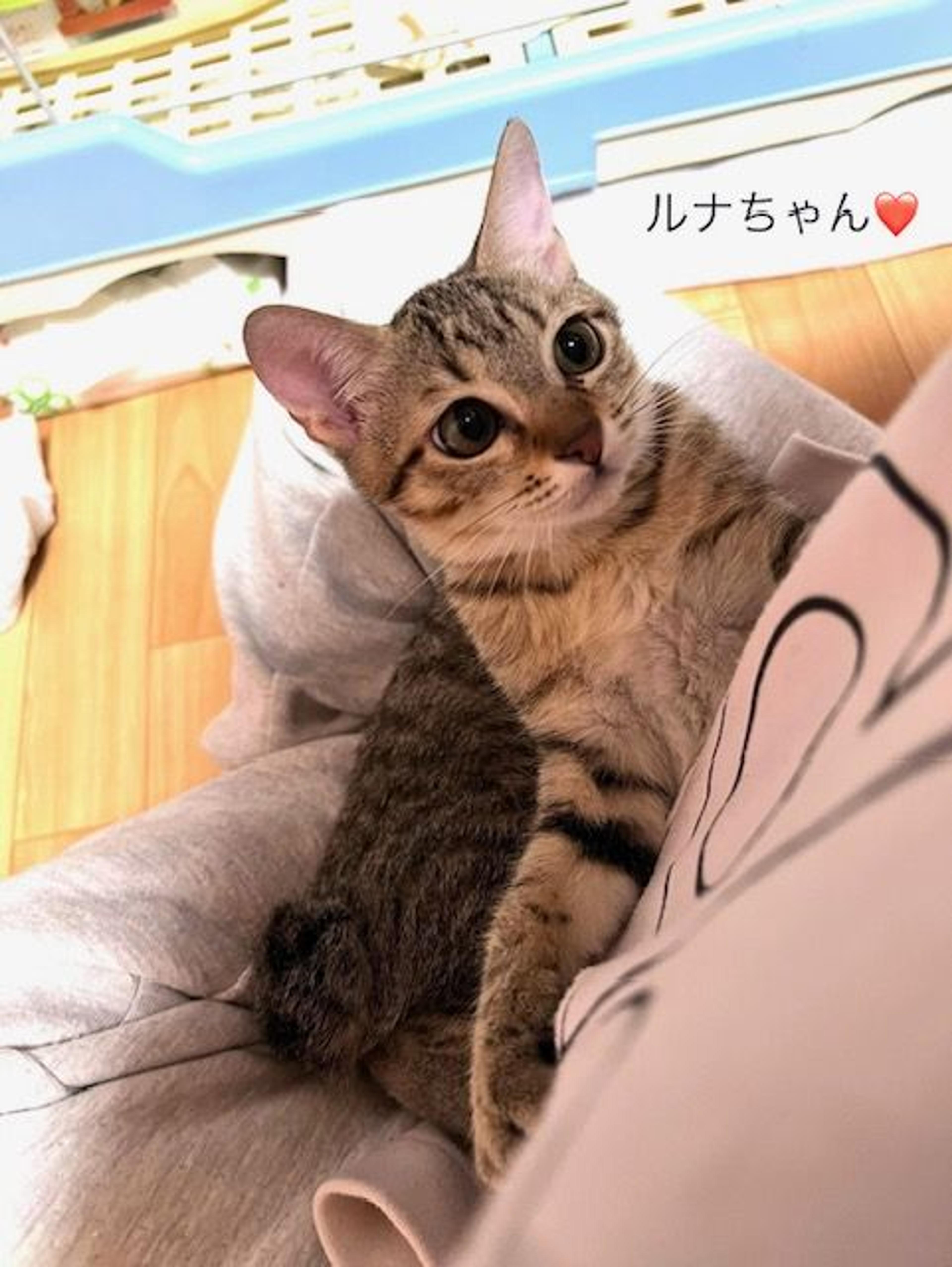 pet-image-3