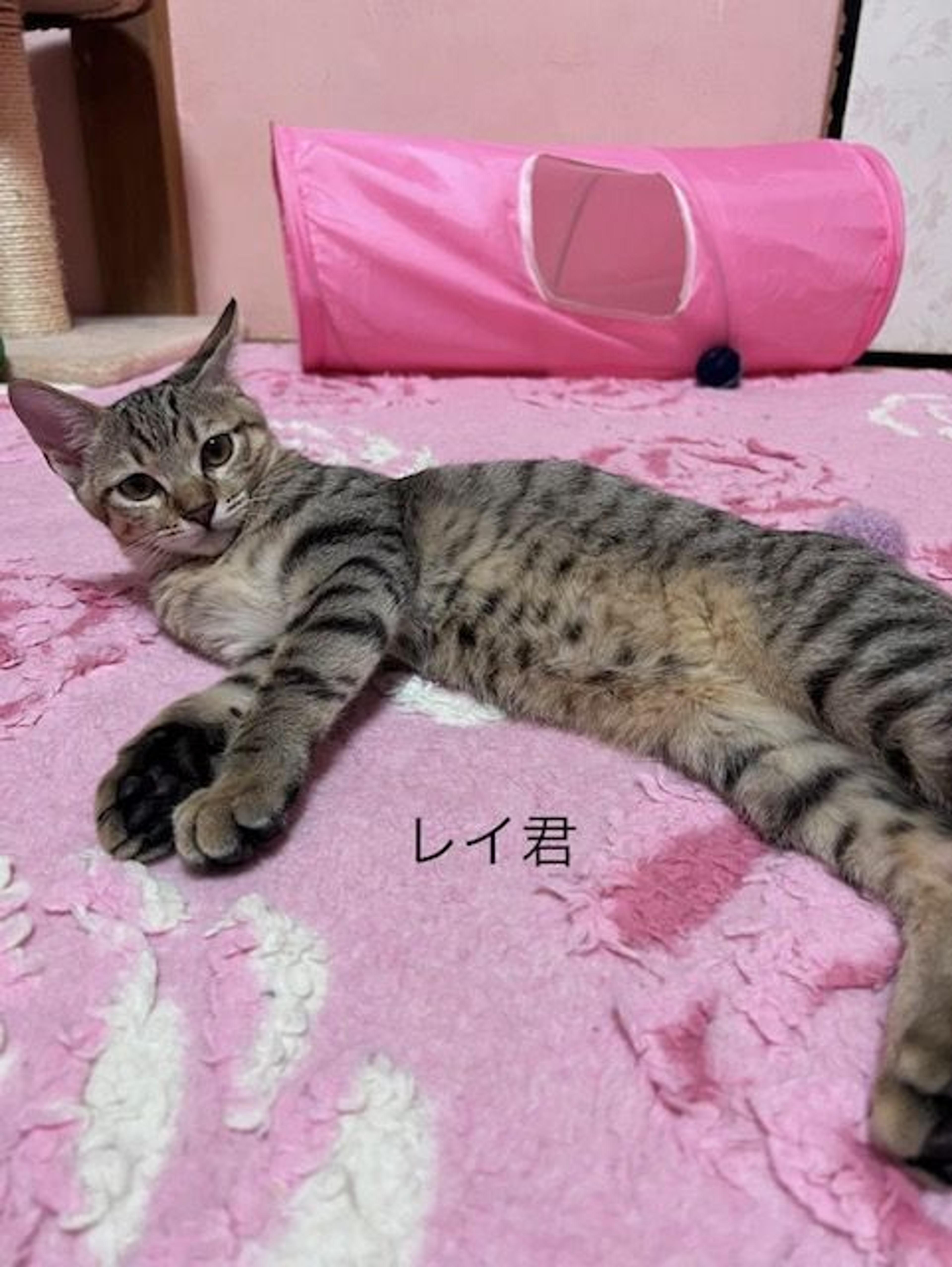 pet-image-4