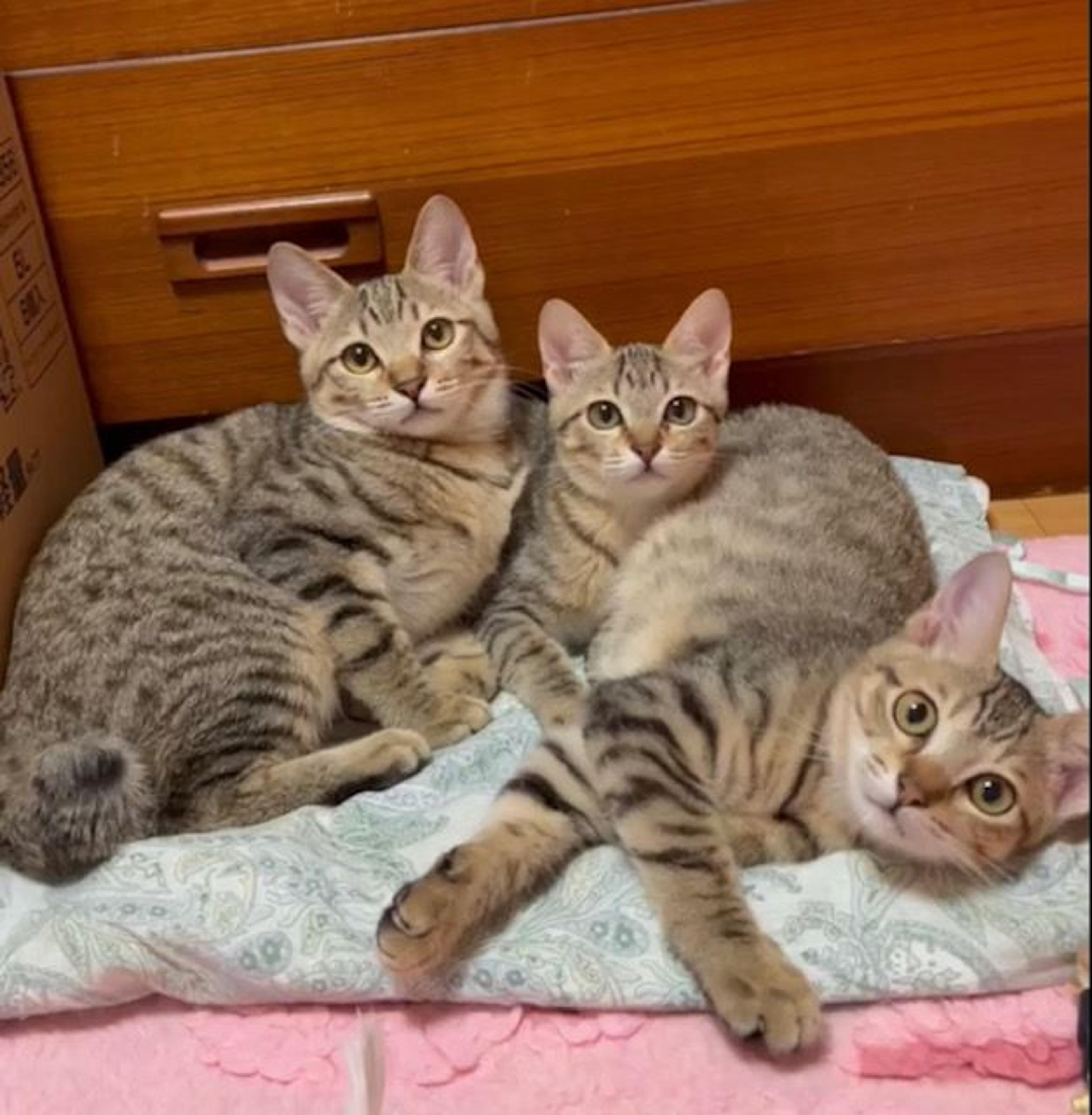 pet-image-5
