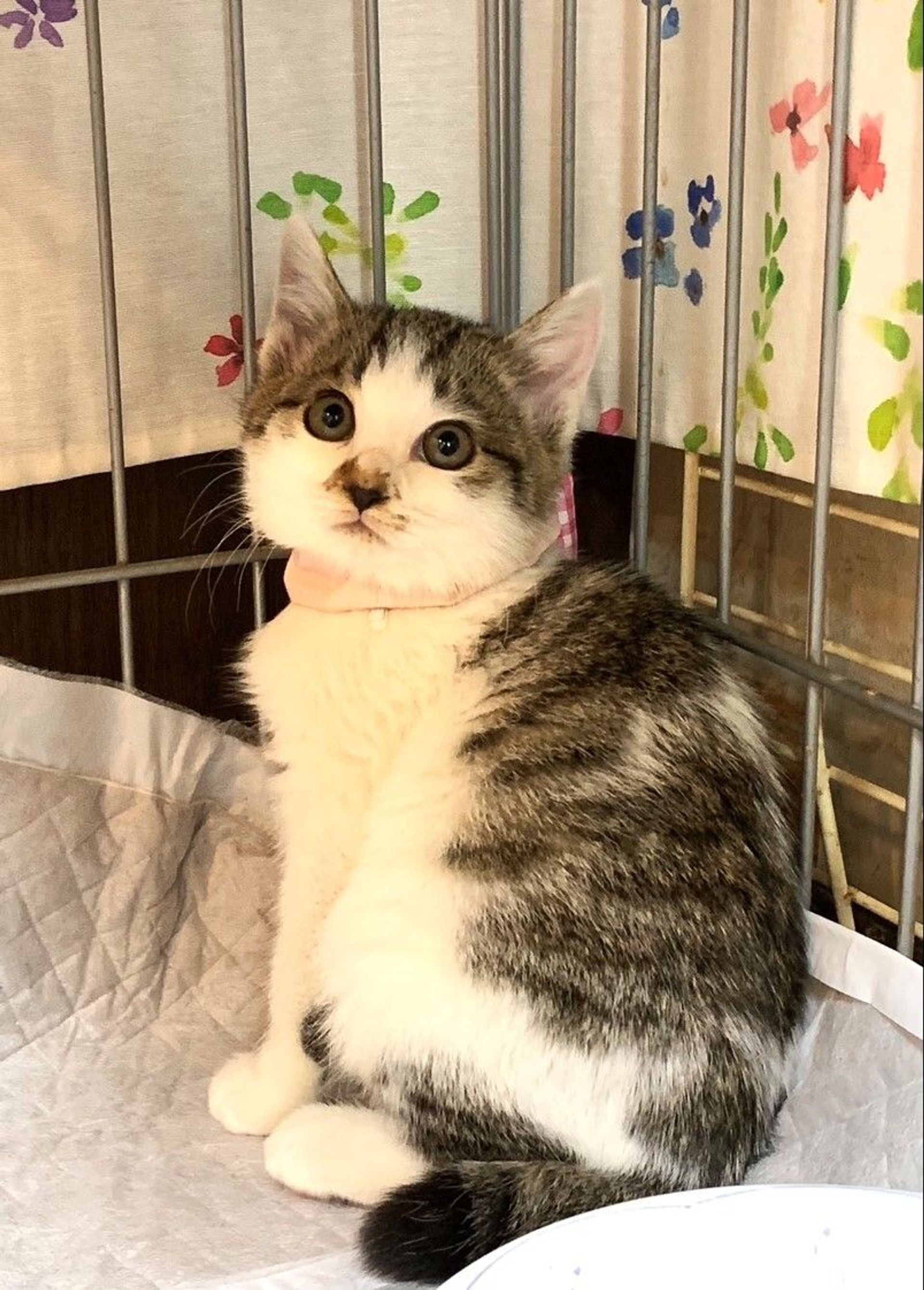 雑種（ミックス猫）・オスの里親募集の写真