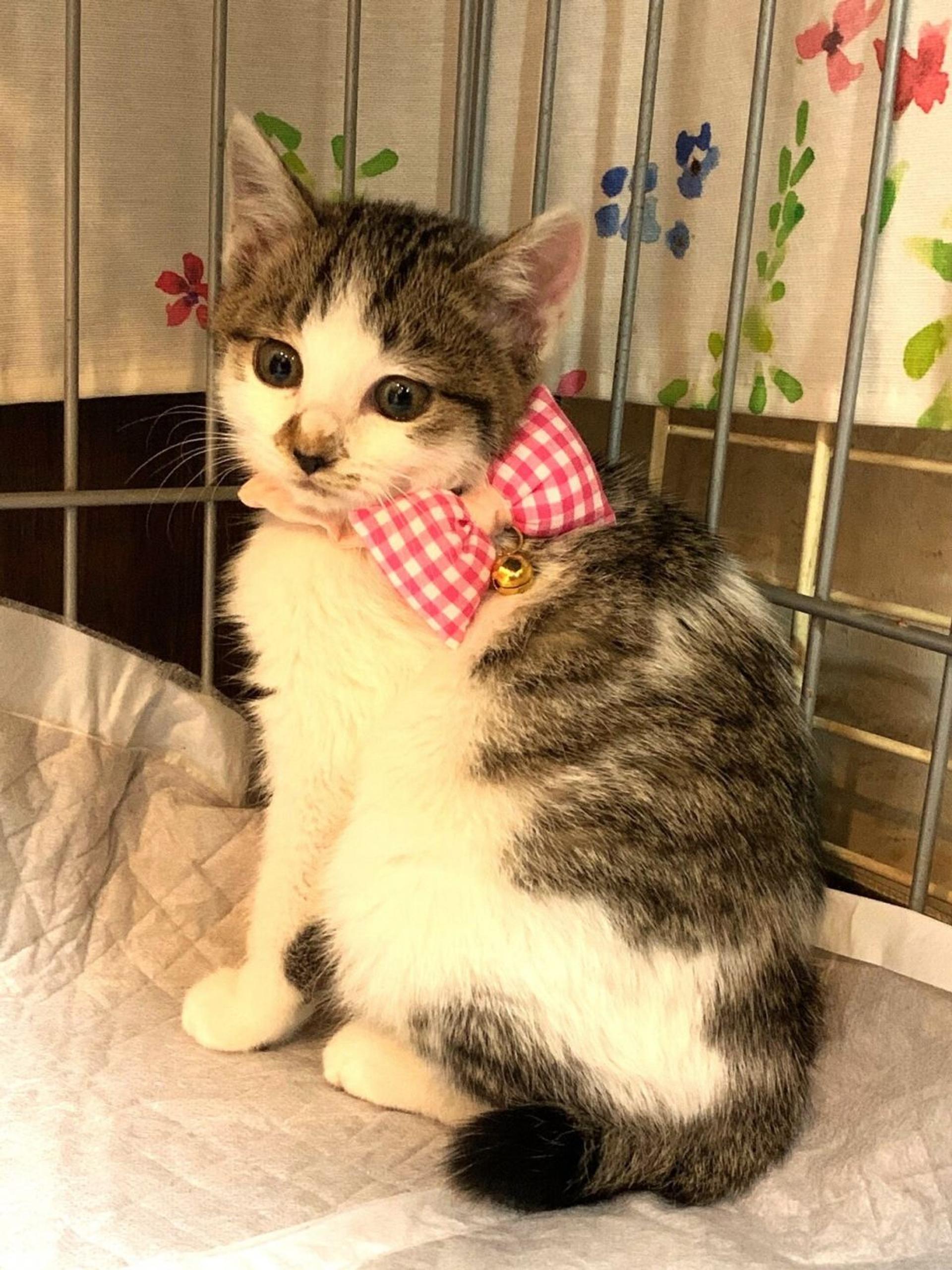 pet-image-2