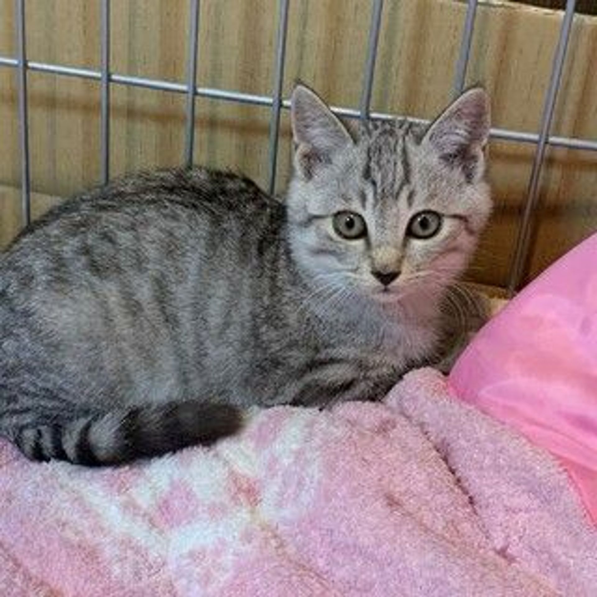 雑種（ミックス猫）・オスの里親募集の写真