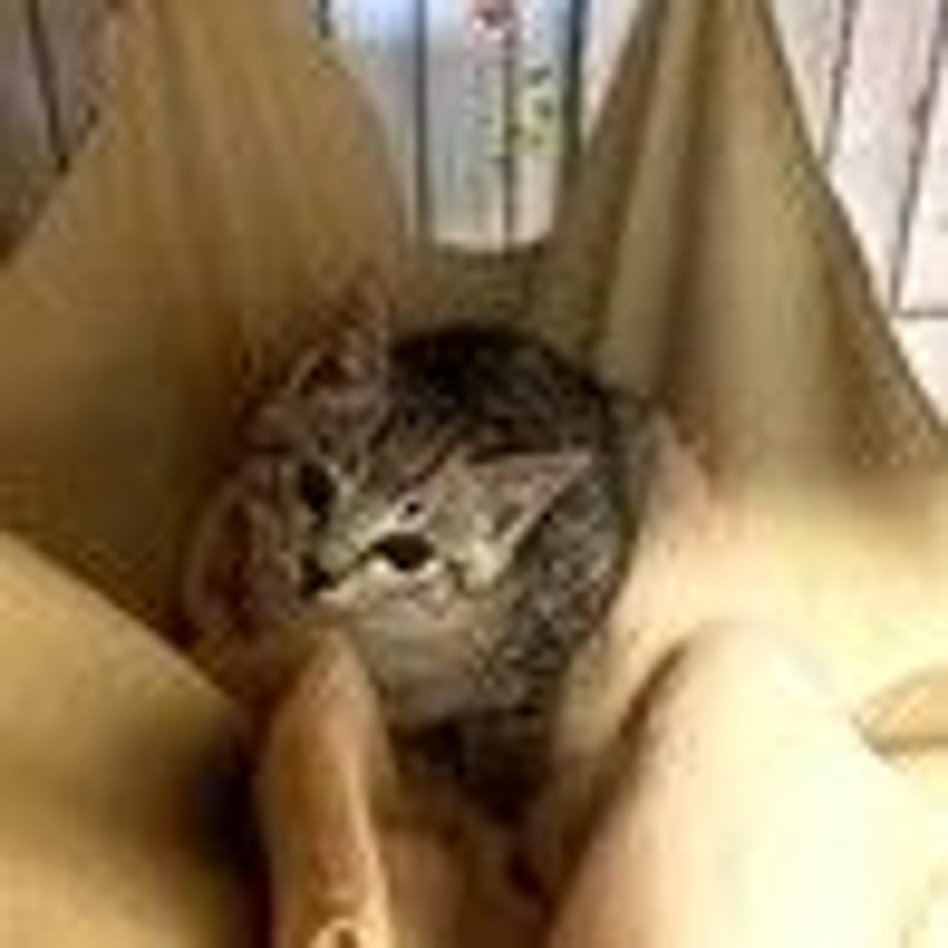 pet-image-2