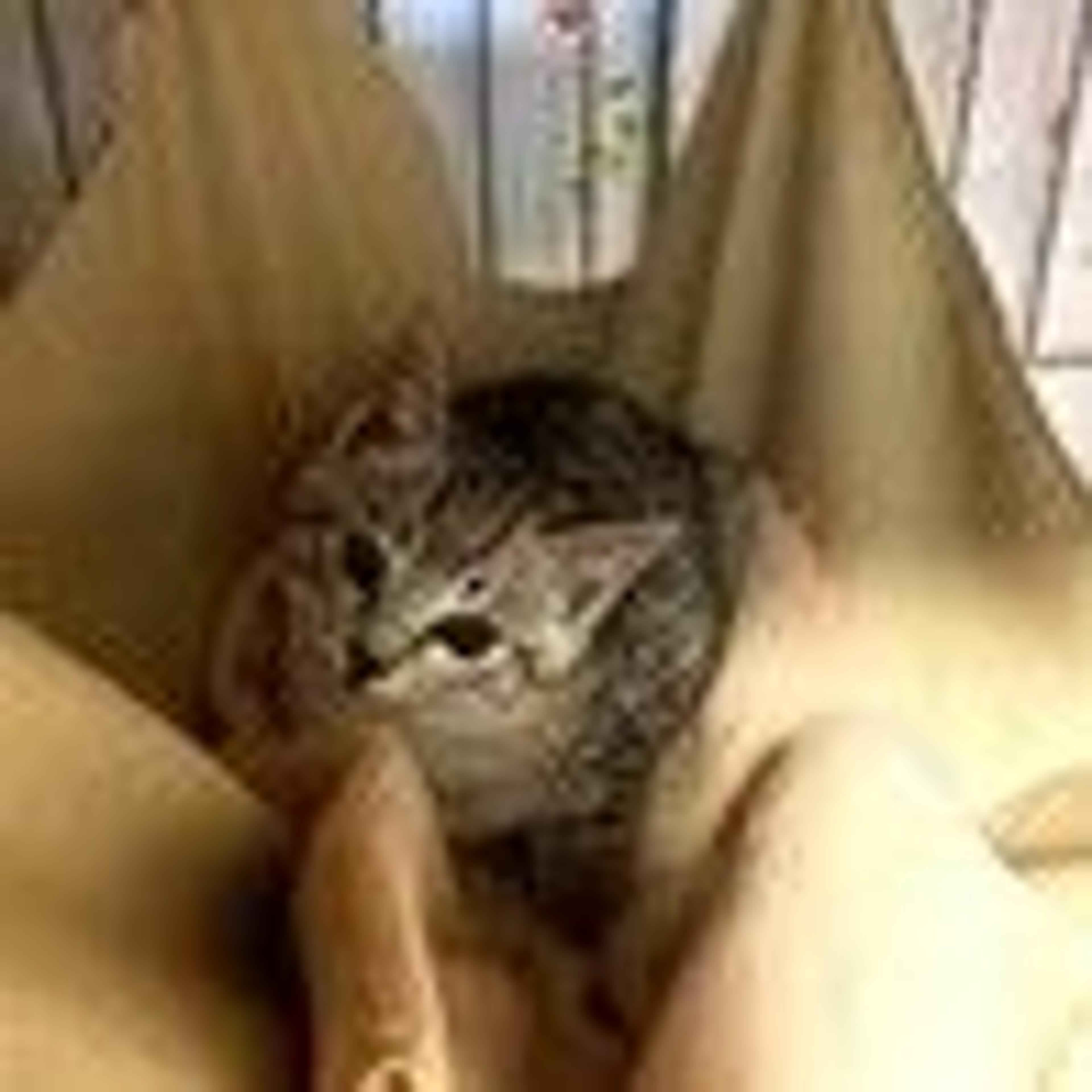 pet-image-2