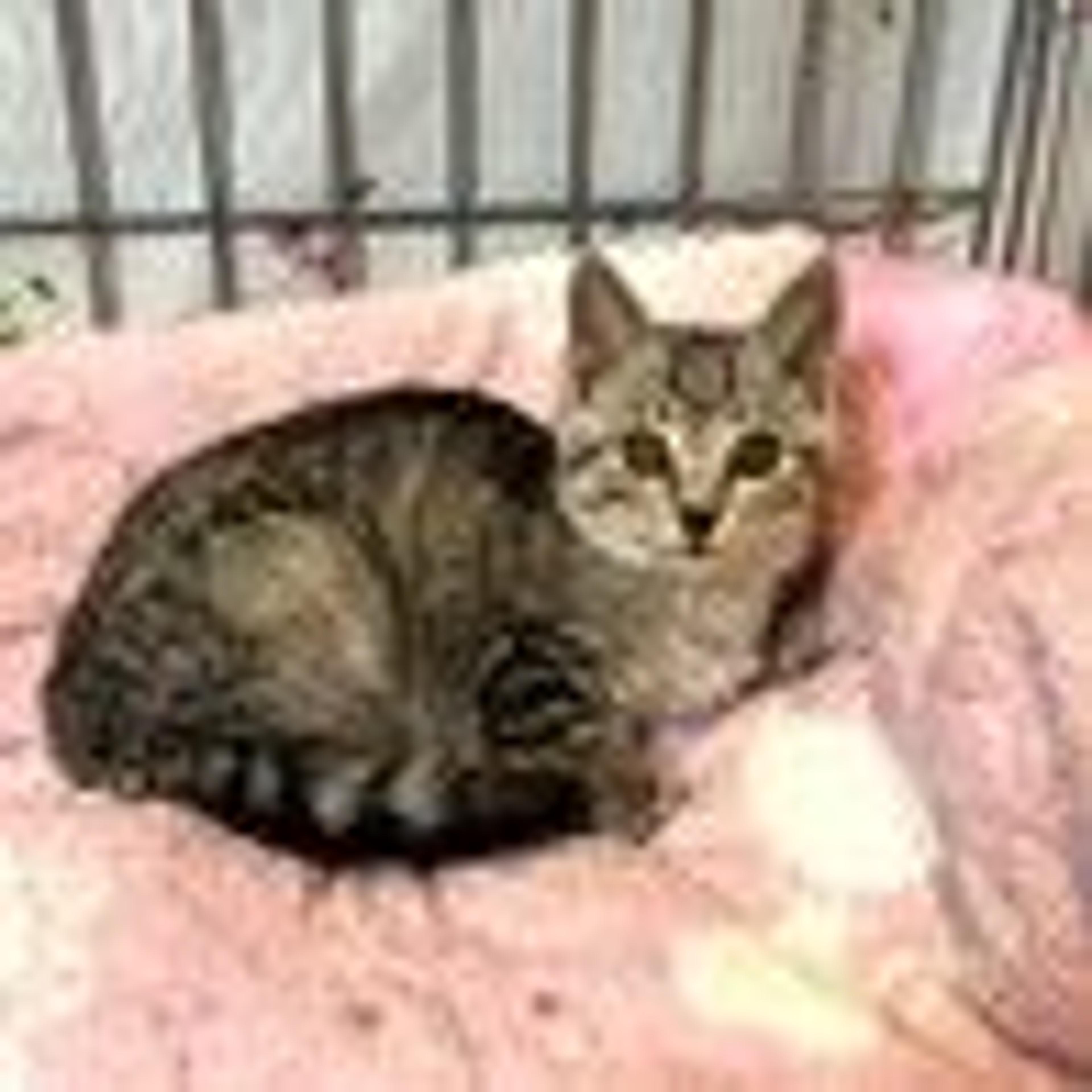 pet-image-3