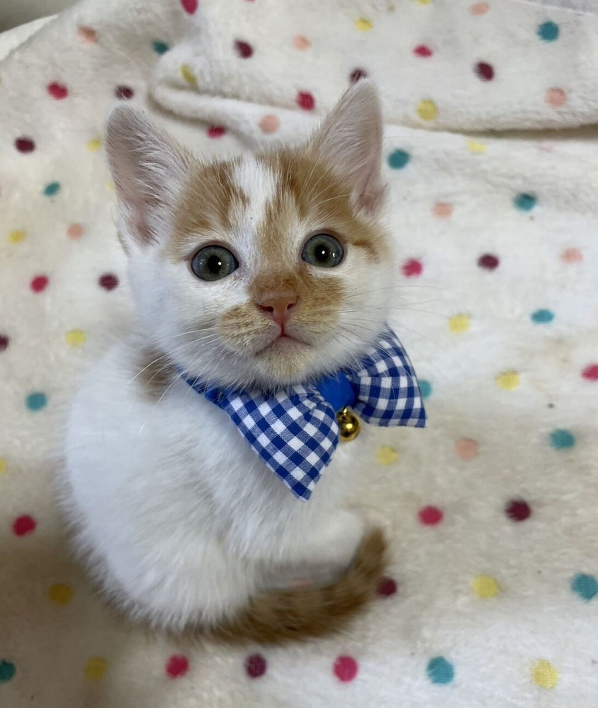 雑種（ミックス猫）・オスの里親募集の写真