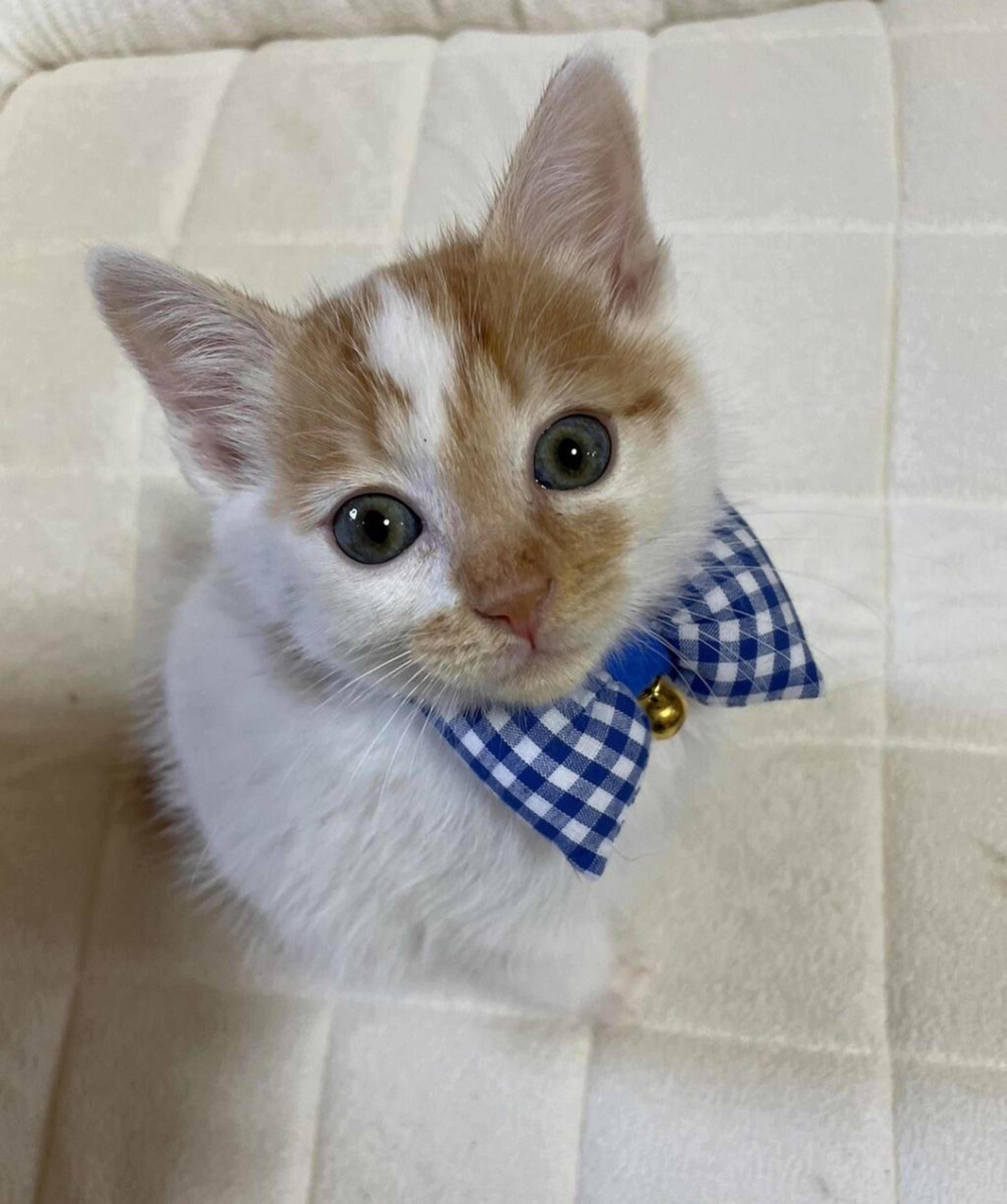 pet-image-2