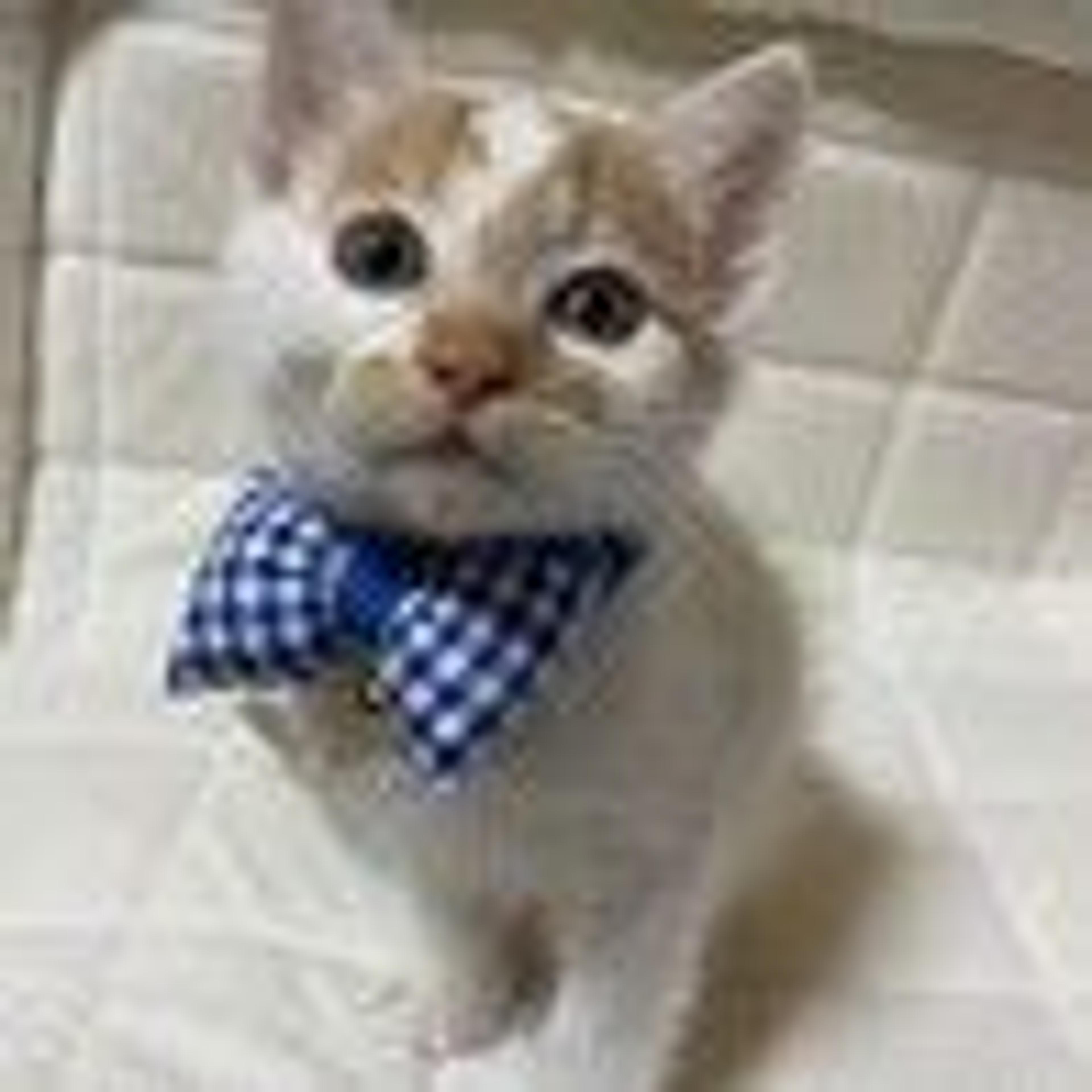 pet-image-3