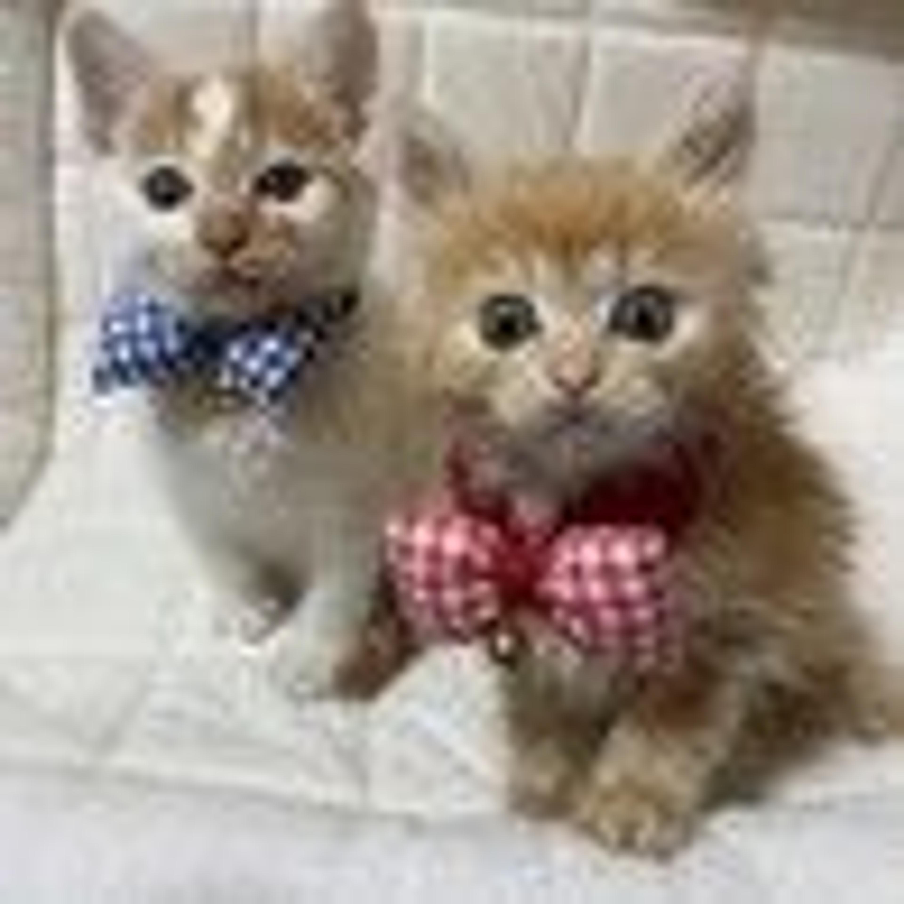pet-image-4