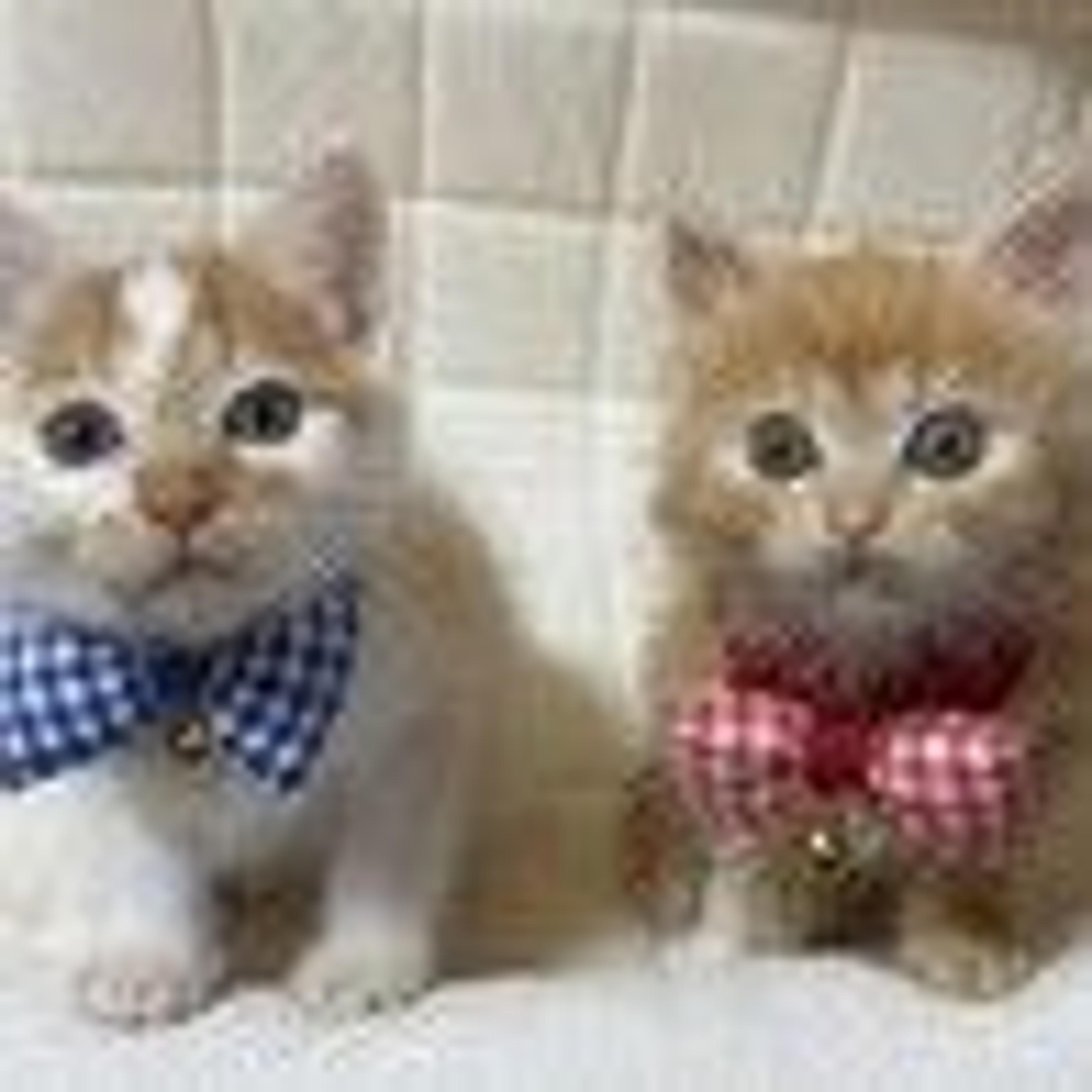 pet-image-5
