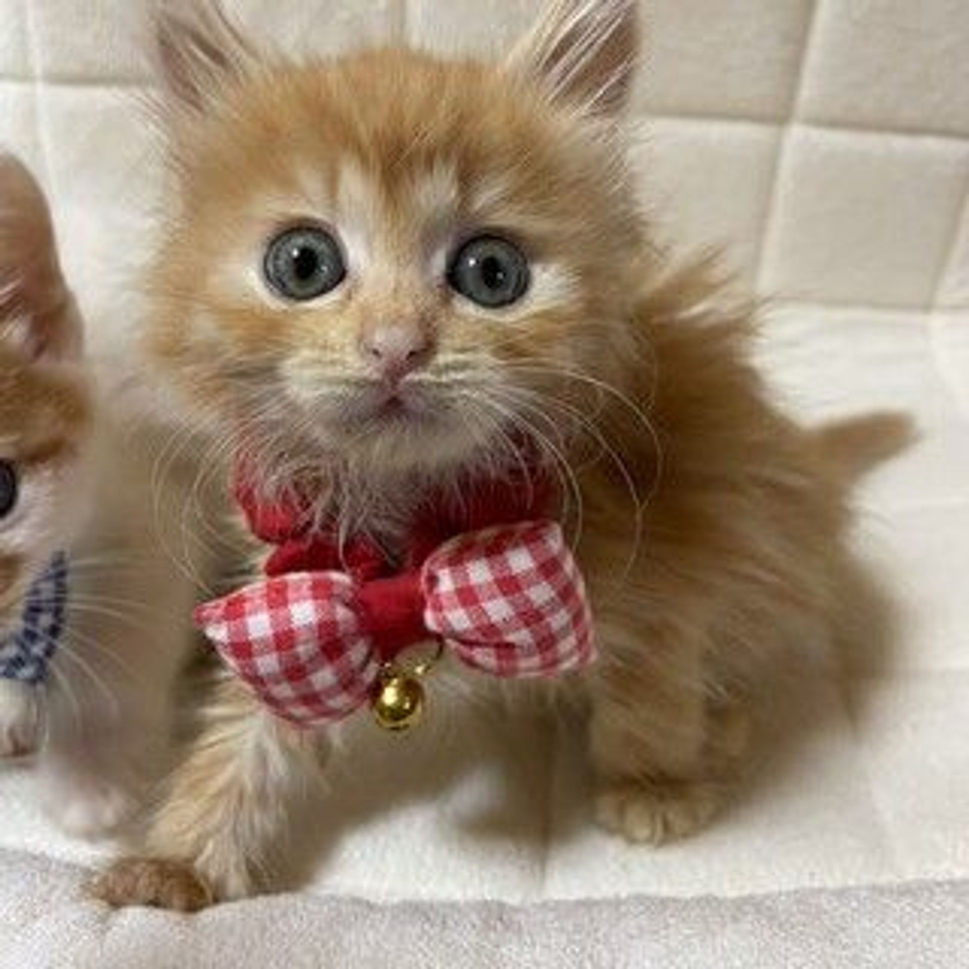 雑種（ミックス猫）・メスの里親募集の写真