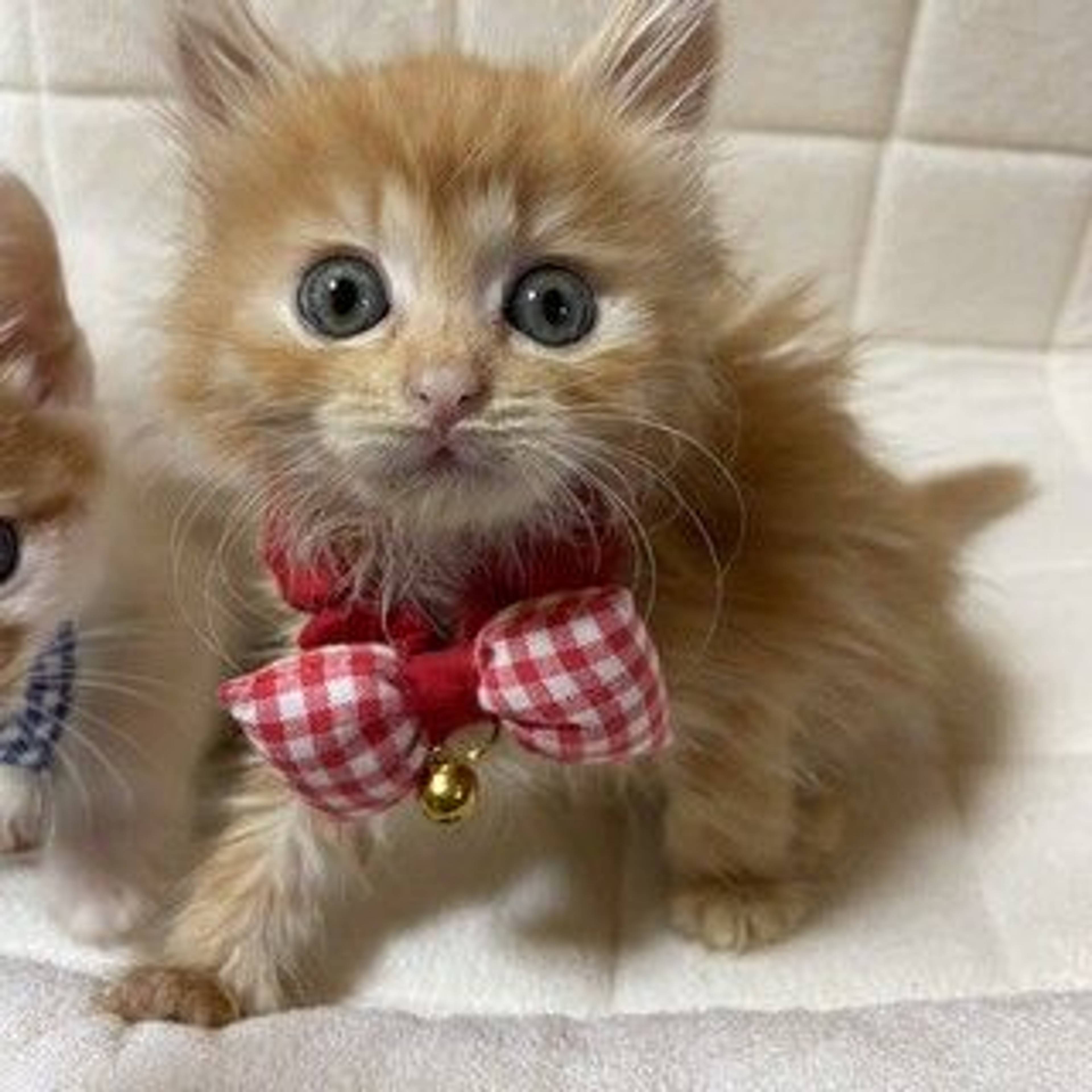 雑種（ミックス猫）・メスの里親募集の写真