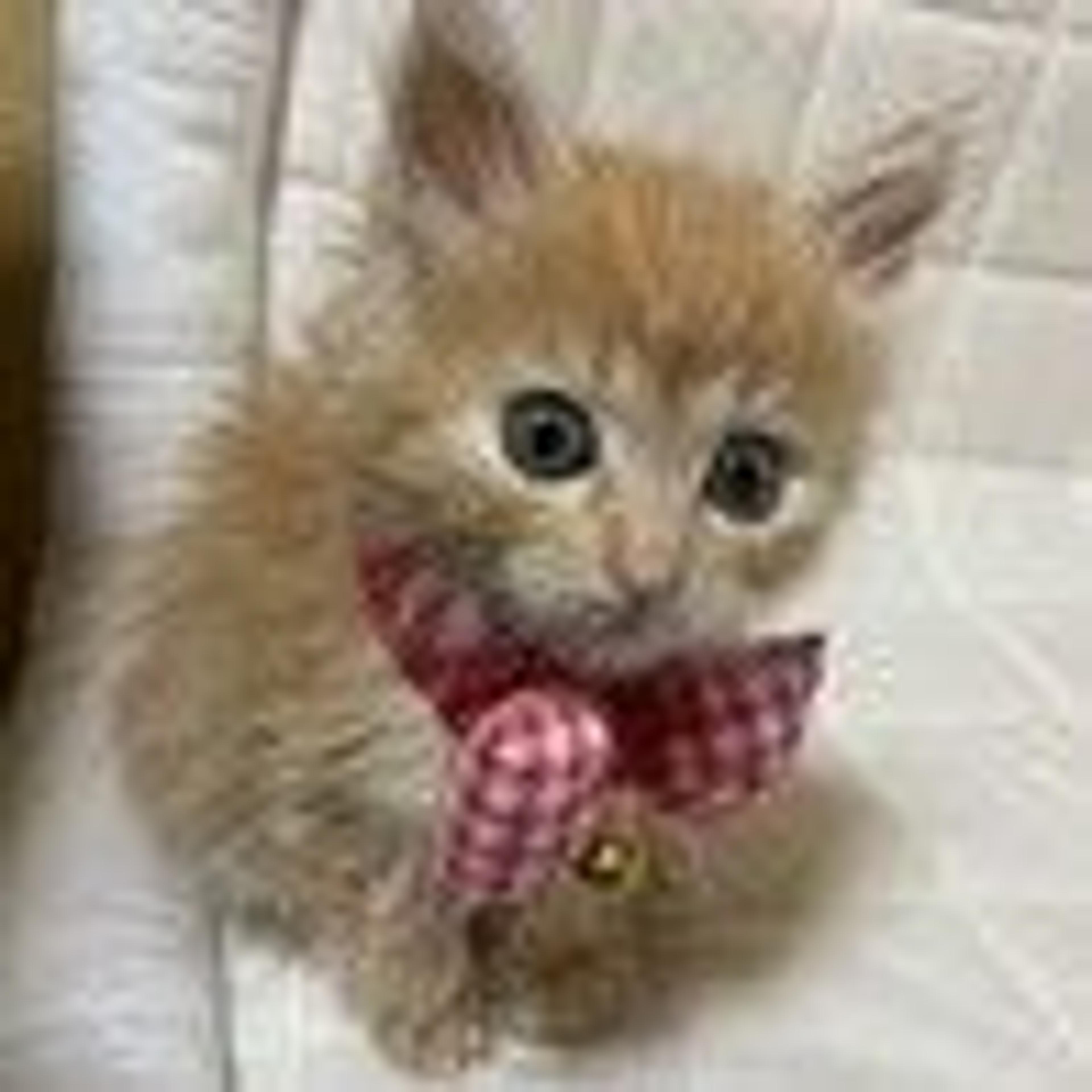 pet-image-2