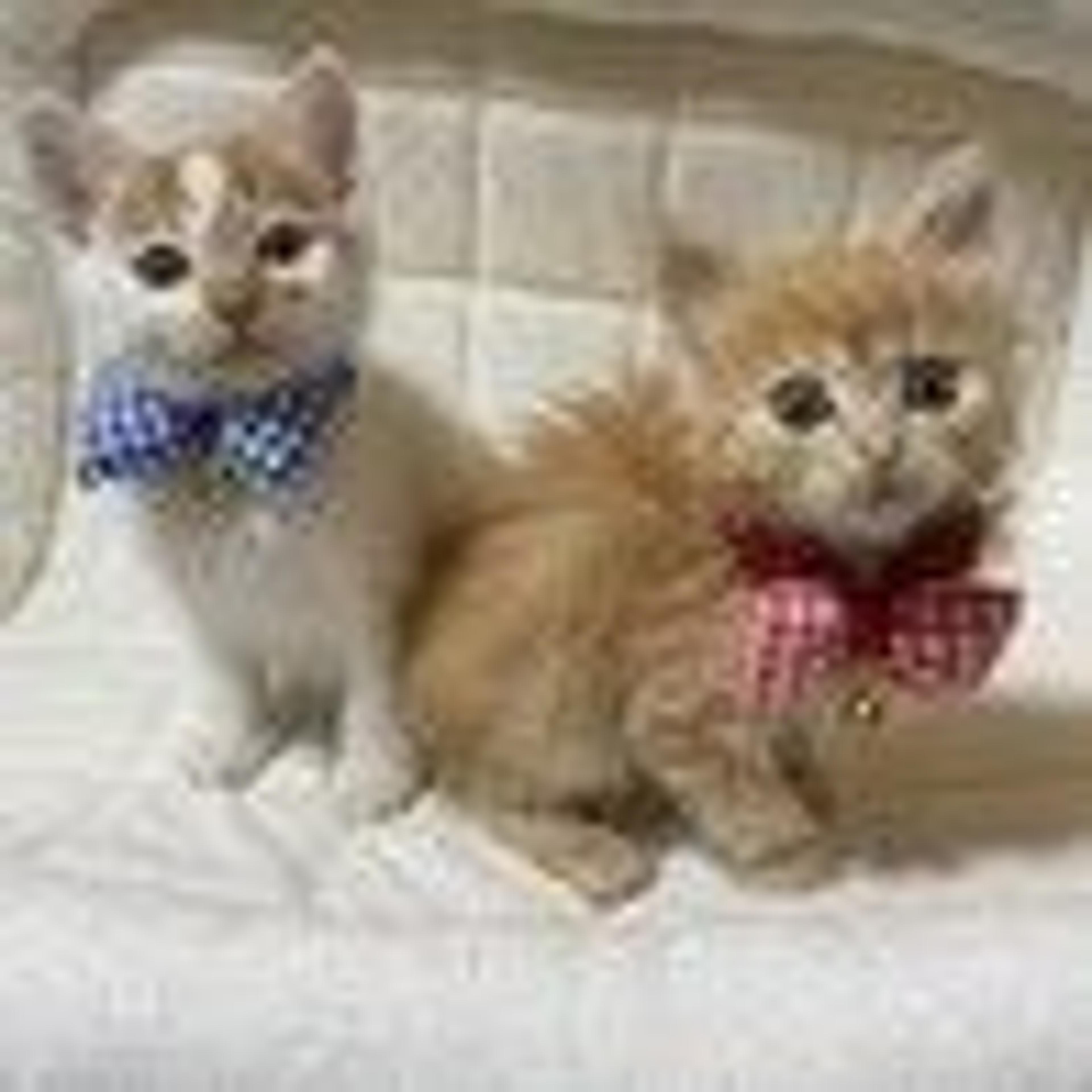 pet-image-3