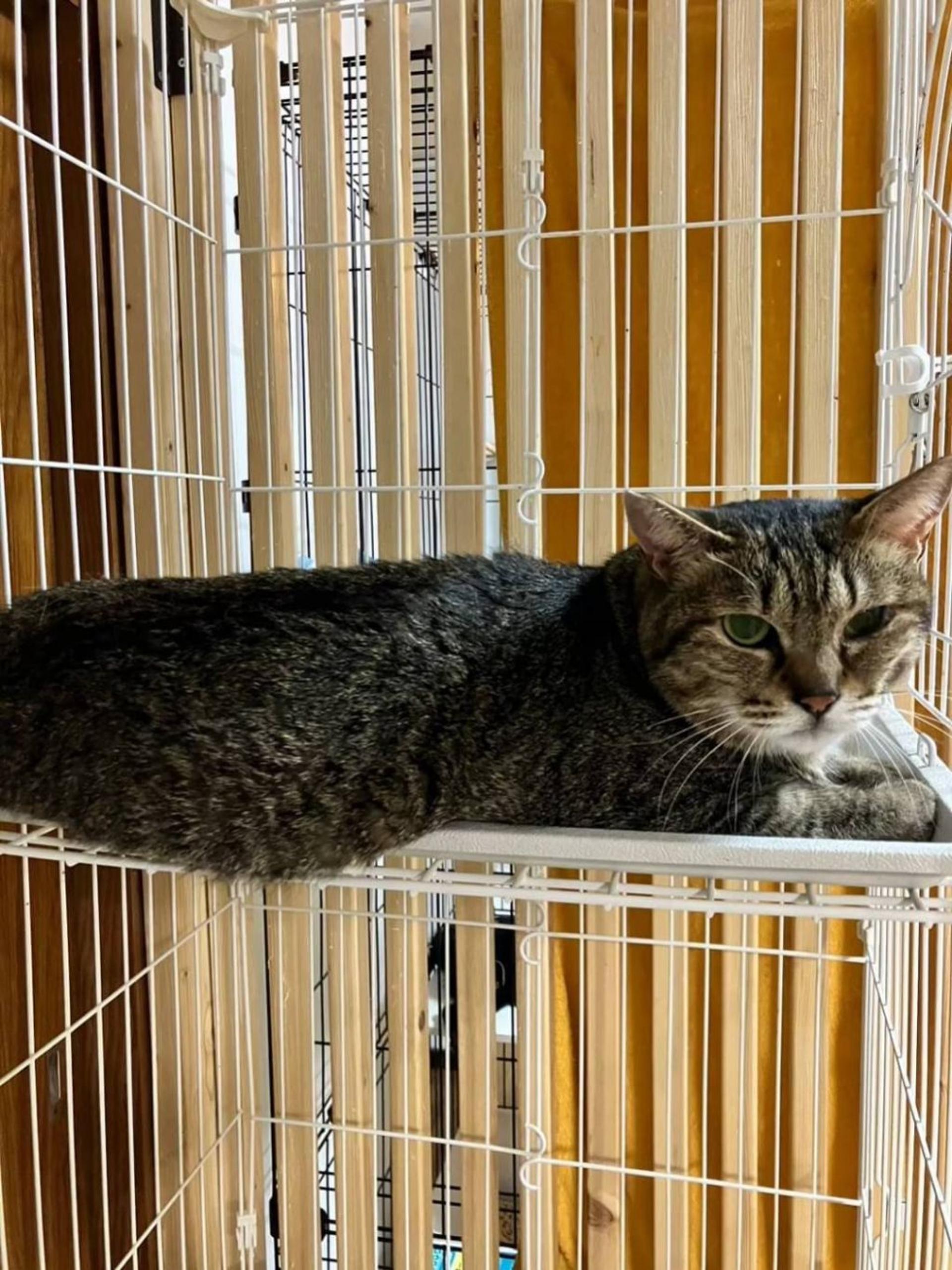 pet-image-5