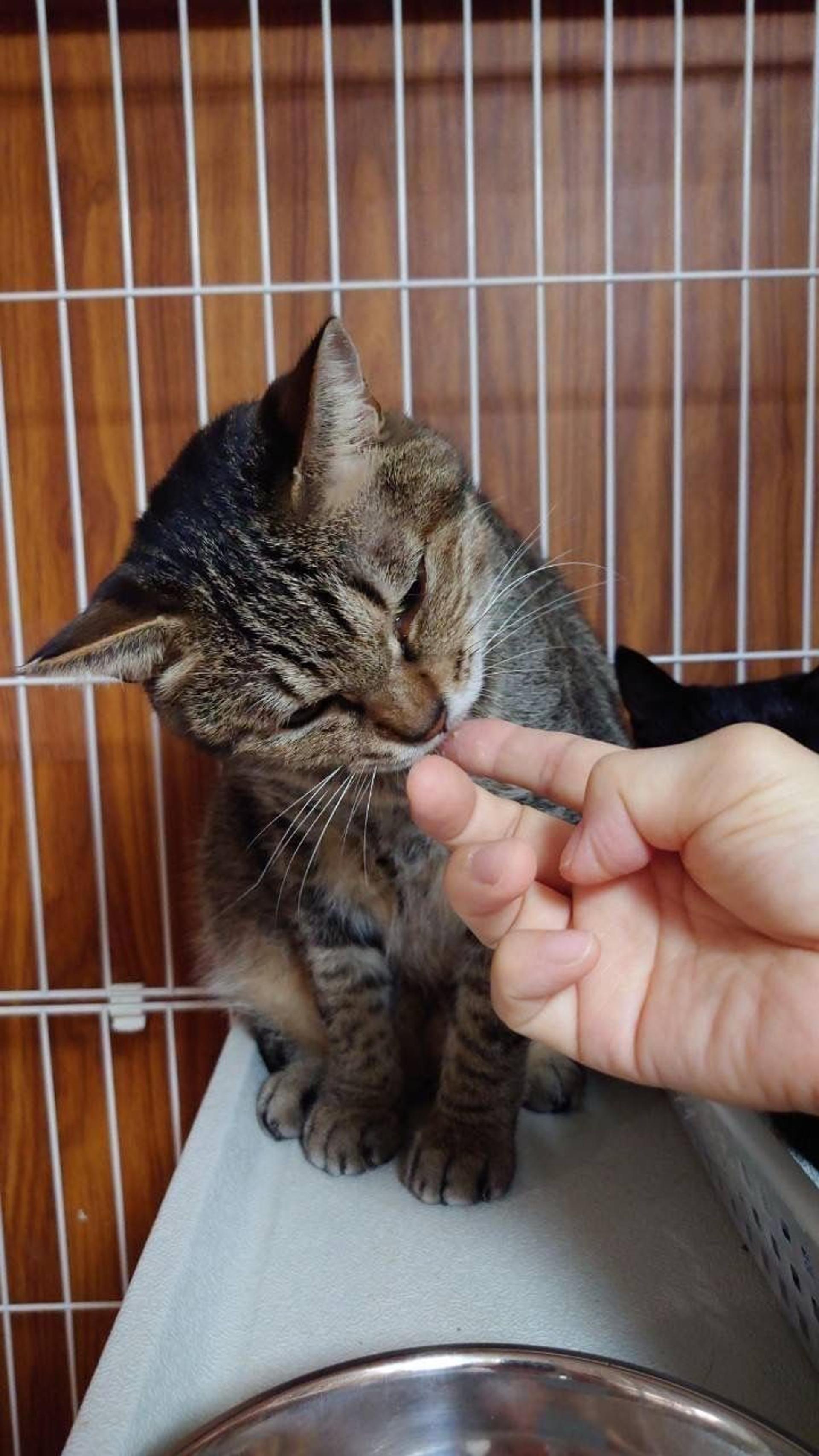 pet-image-7