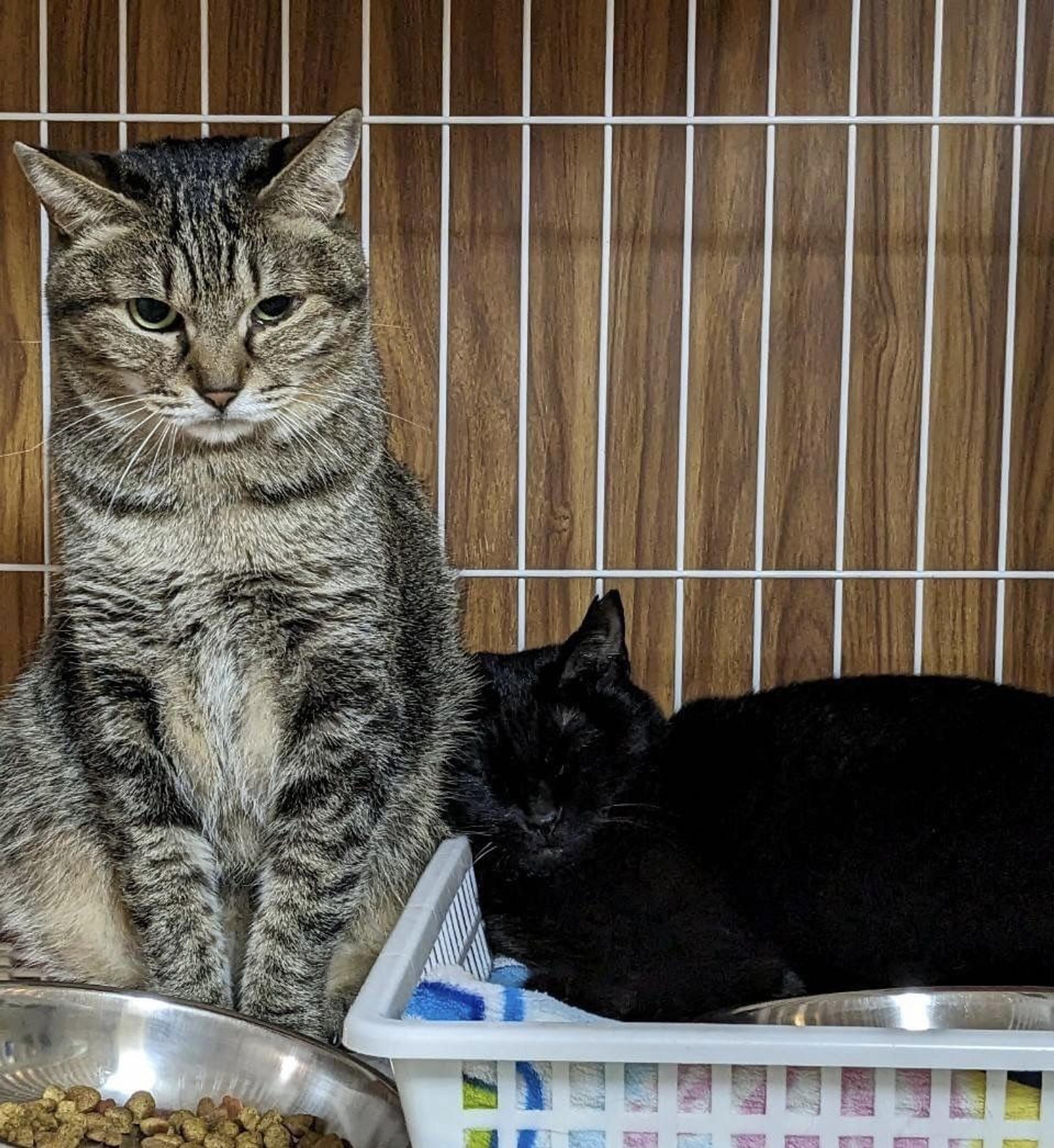 pet-image-8