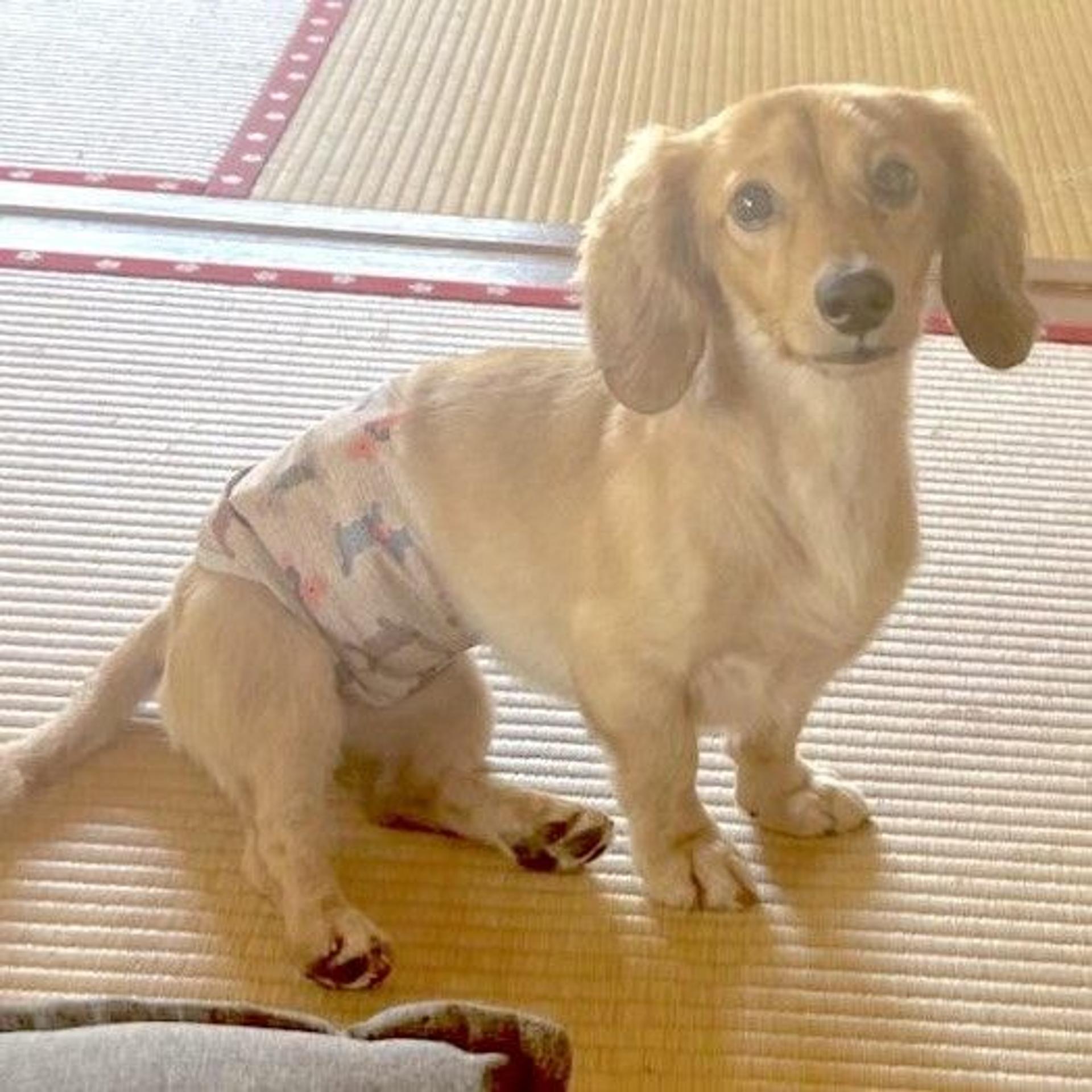 pet-image-3