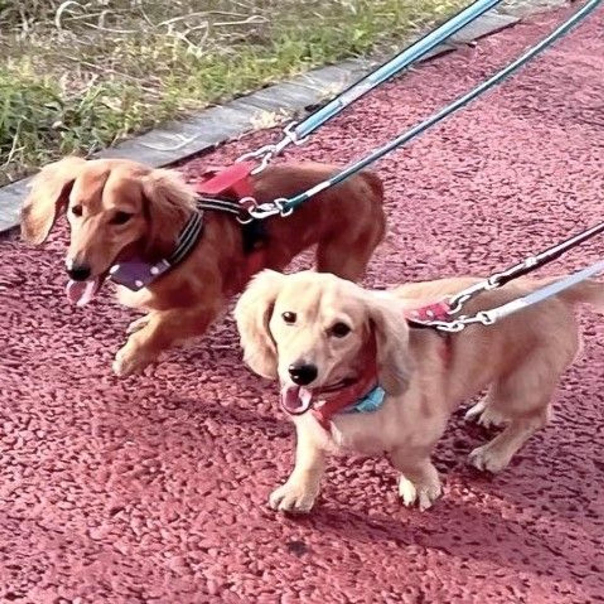 pet-image-4