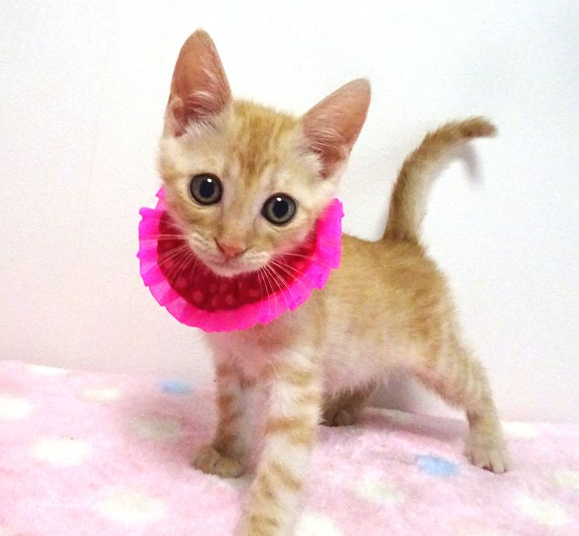 雑種（ミックス猫）・メスの里親募集の写真
