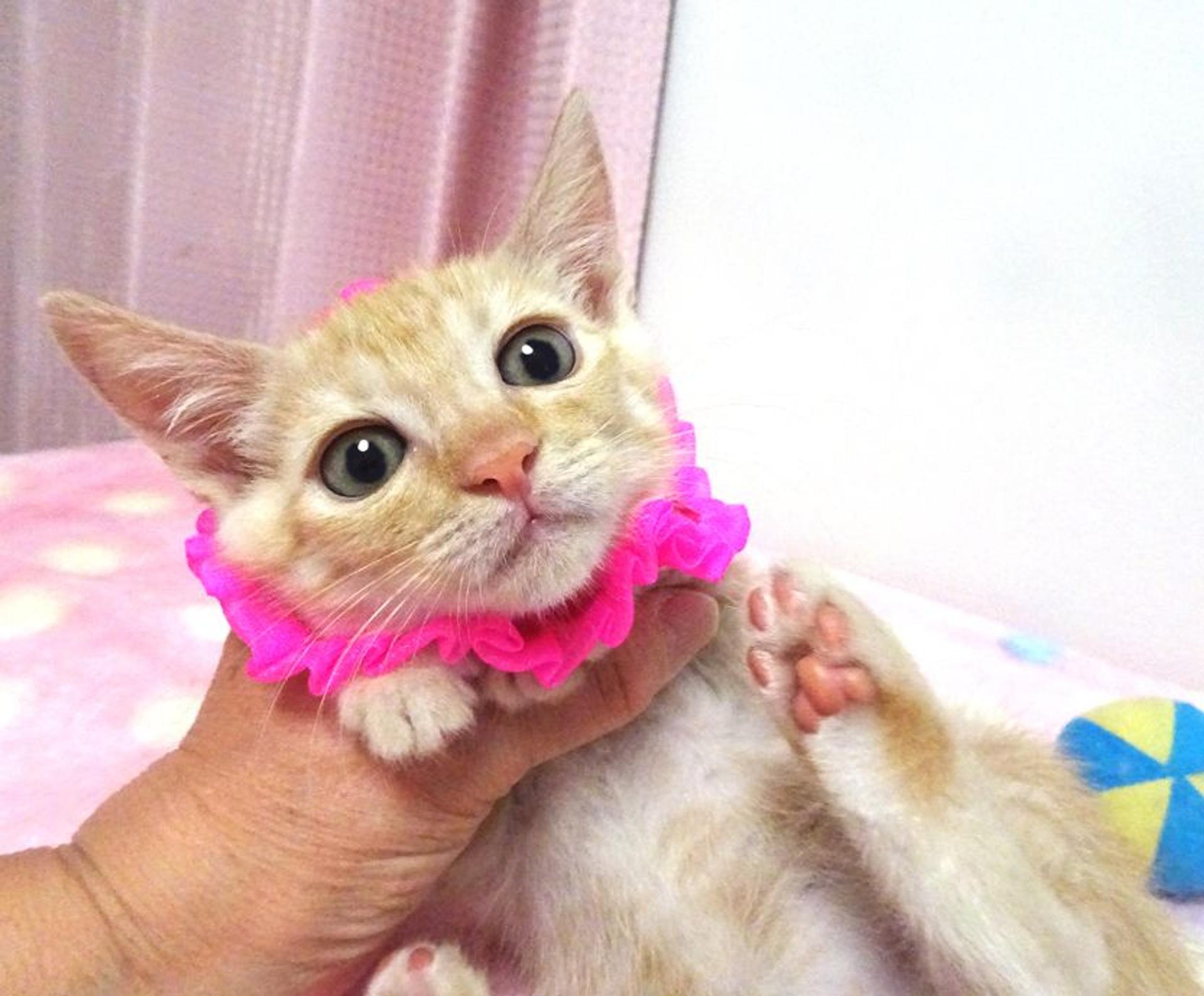 pet-image-4
