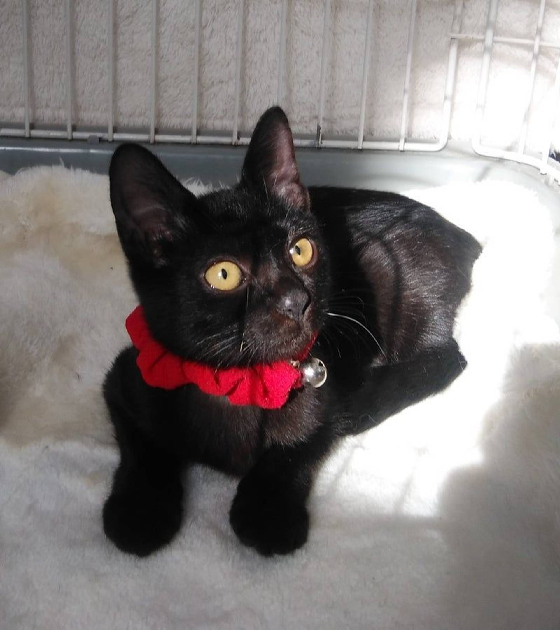 雑種（ミックス猫）・メスの里親募集の写真