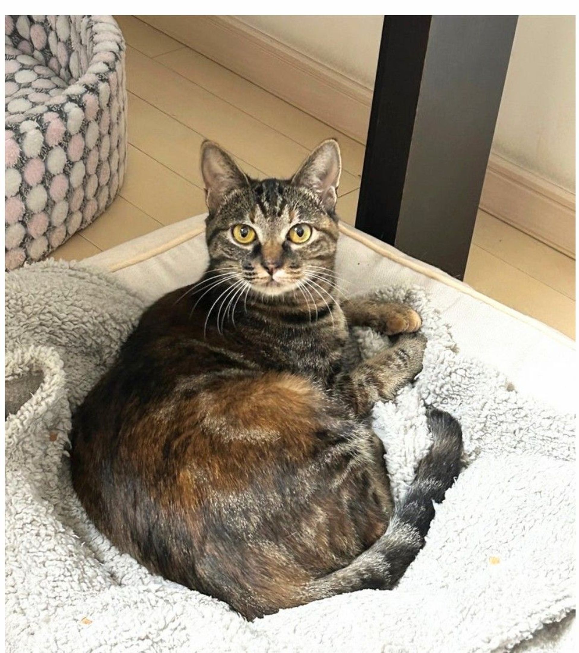 雑種（ミックス猫）・メスの里親募集の写真