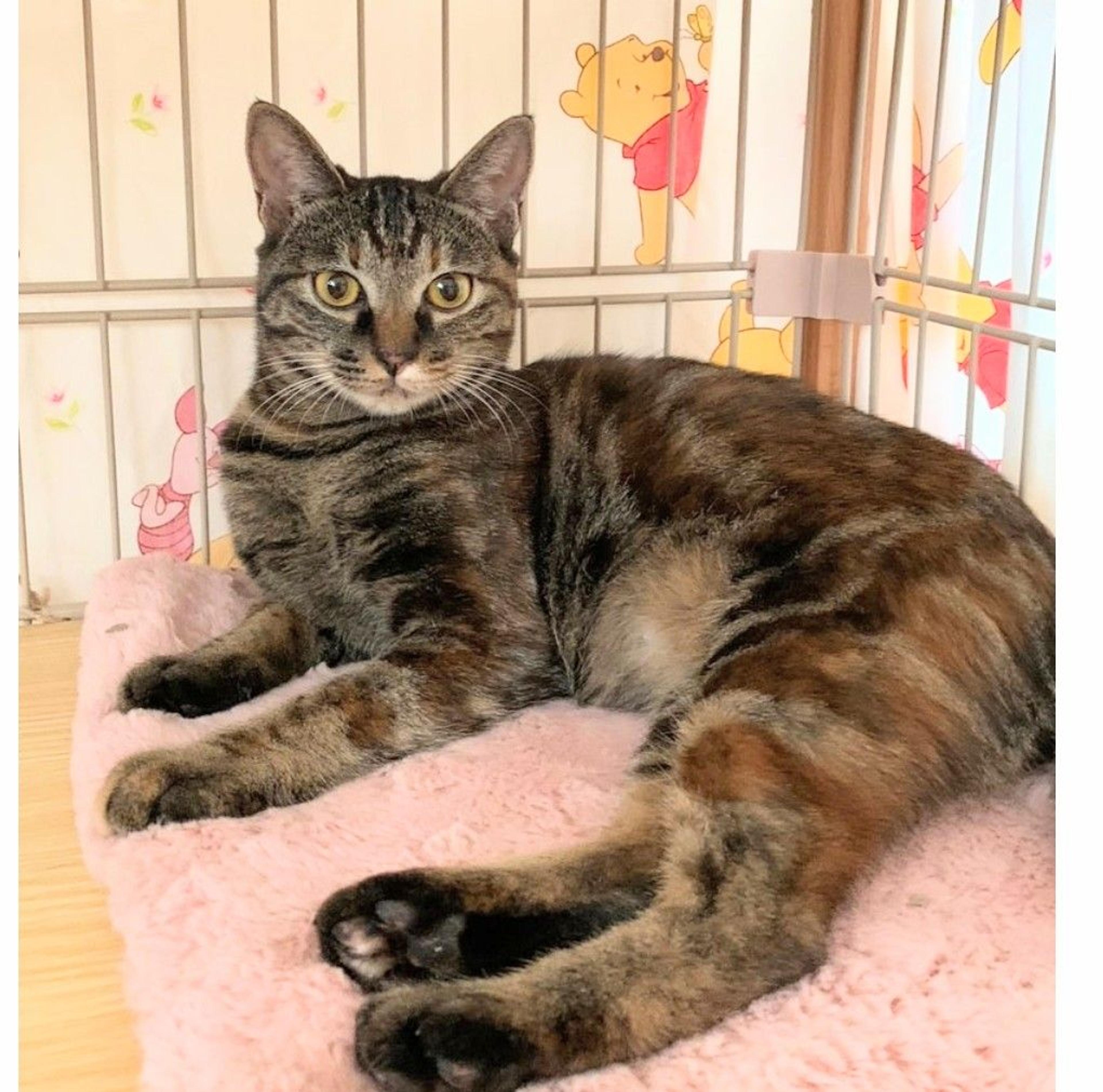 pet-image-2