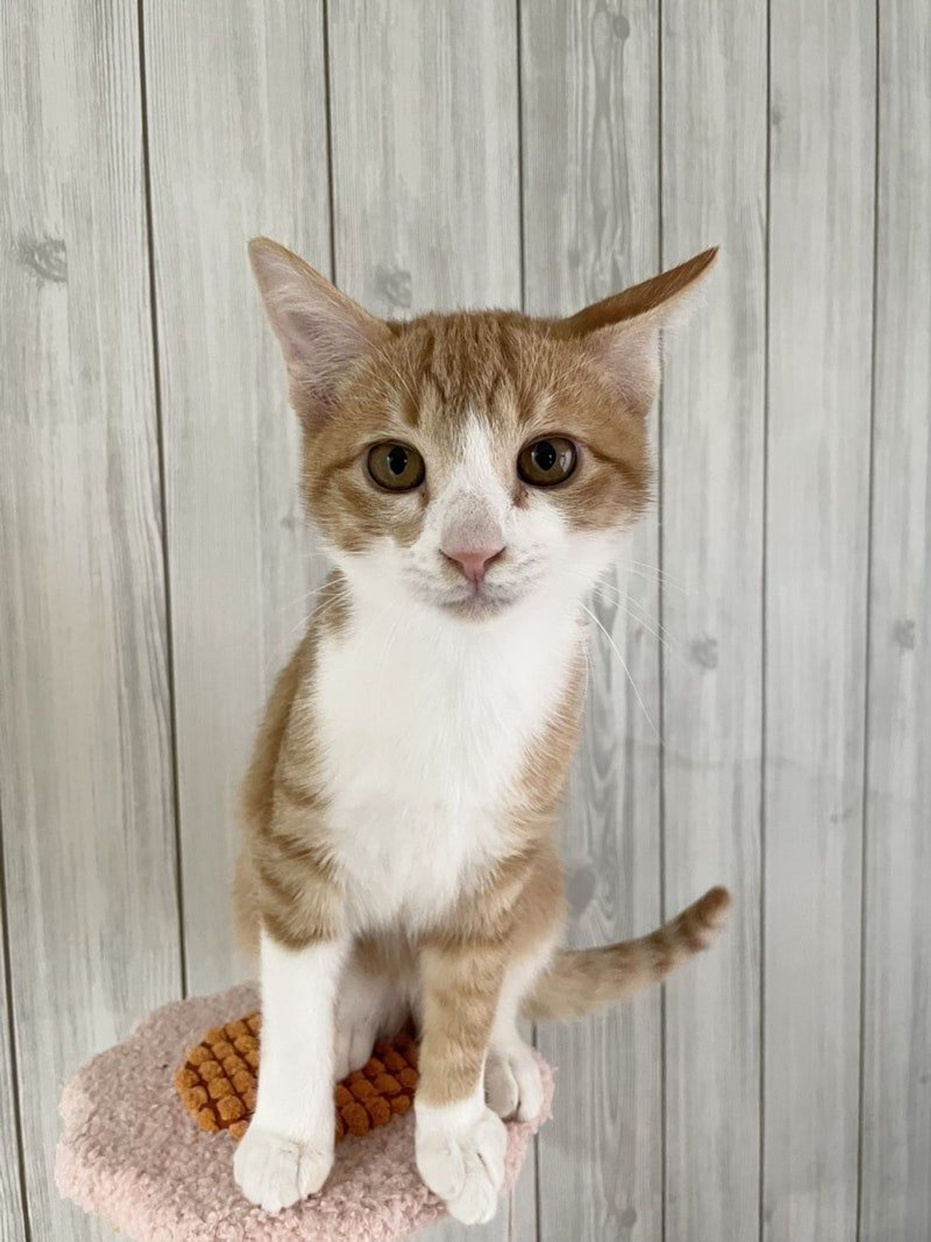 雑種（ミックス猫）・オスの里親募集の写真