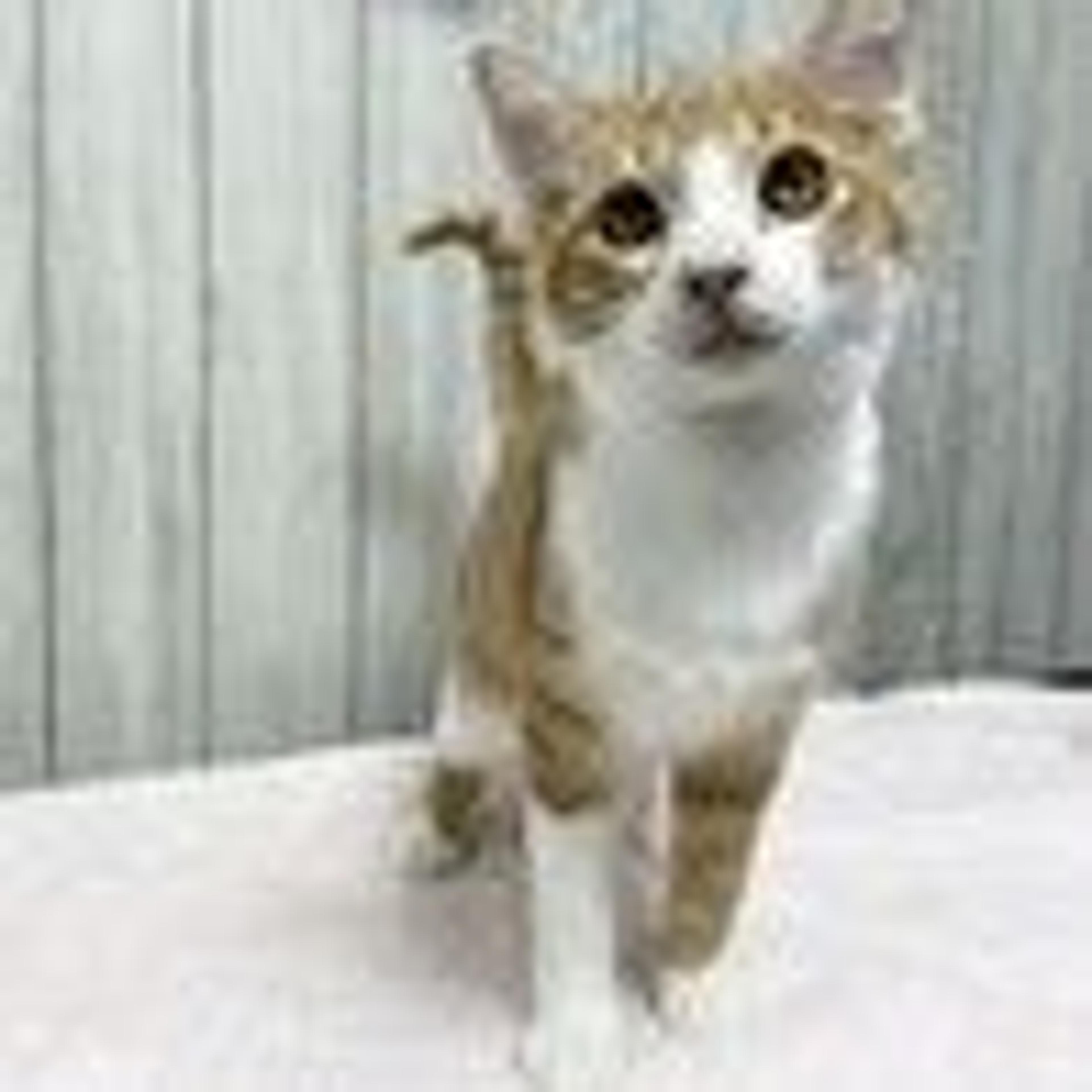pet-image-2
