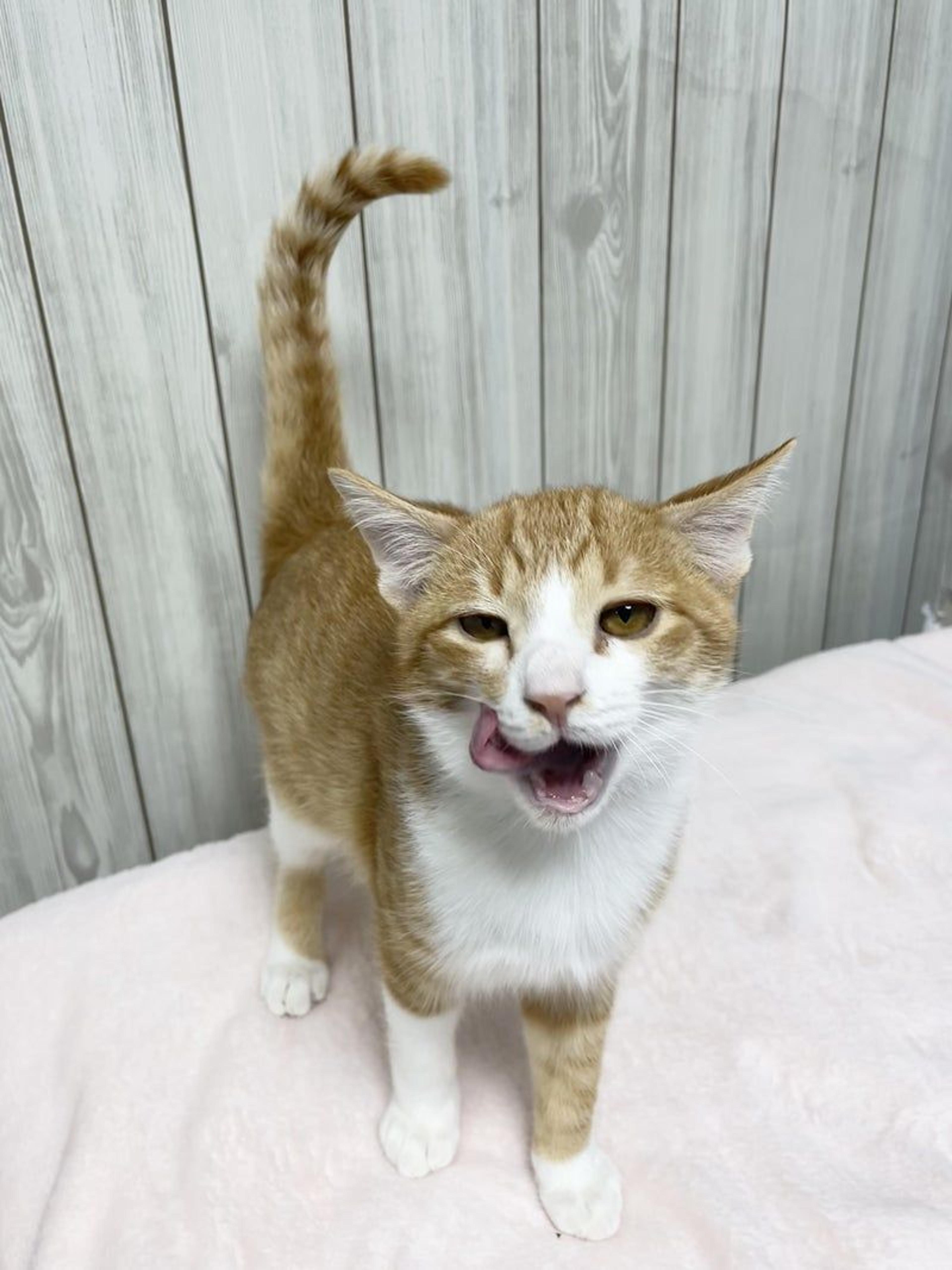 pet-image-4
