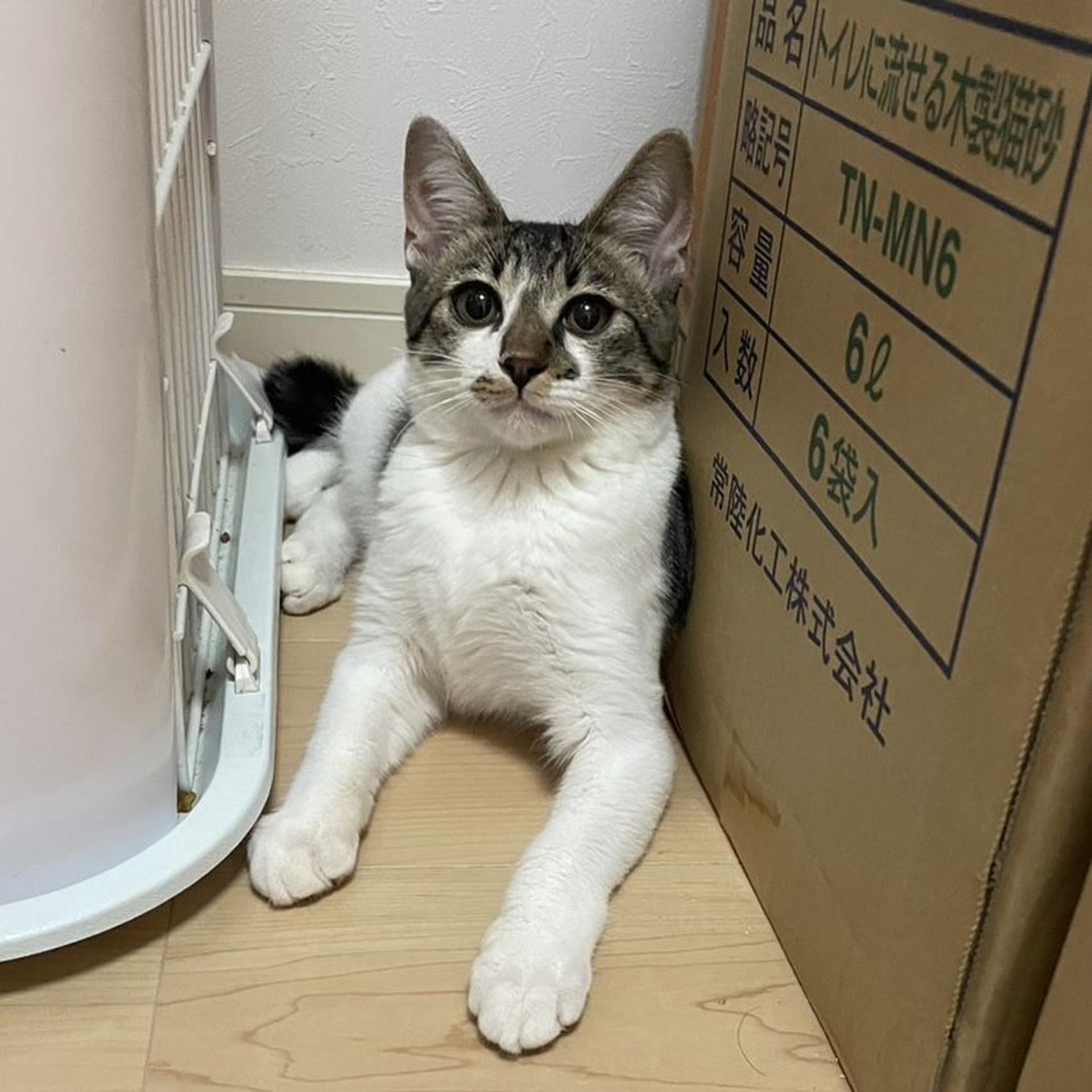 pet-image-4