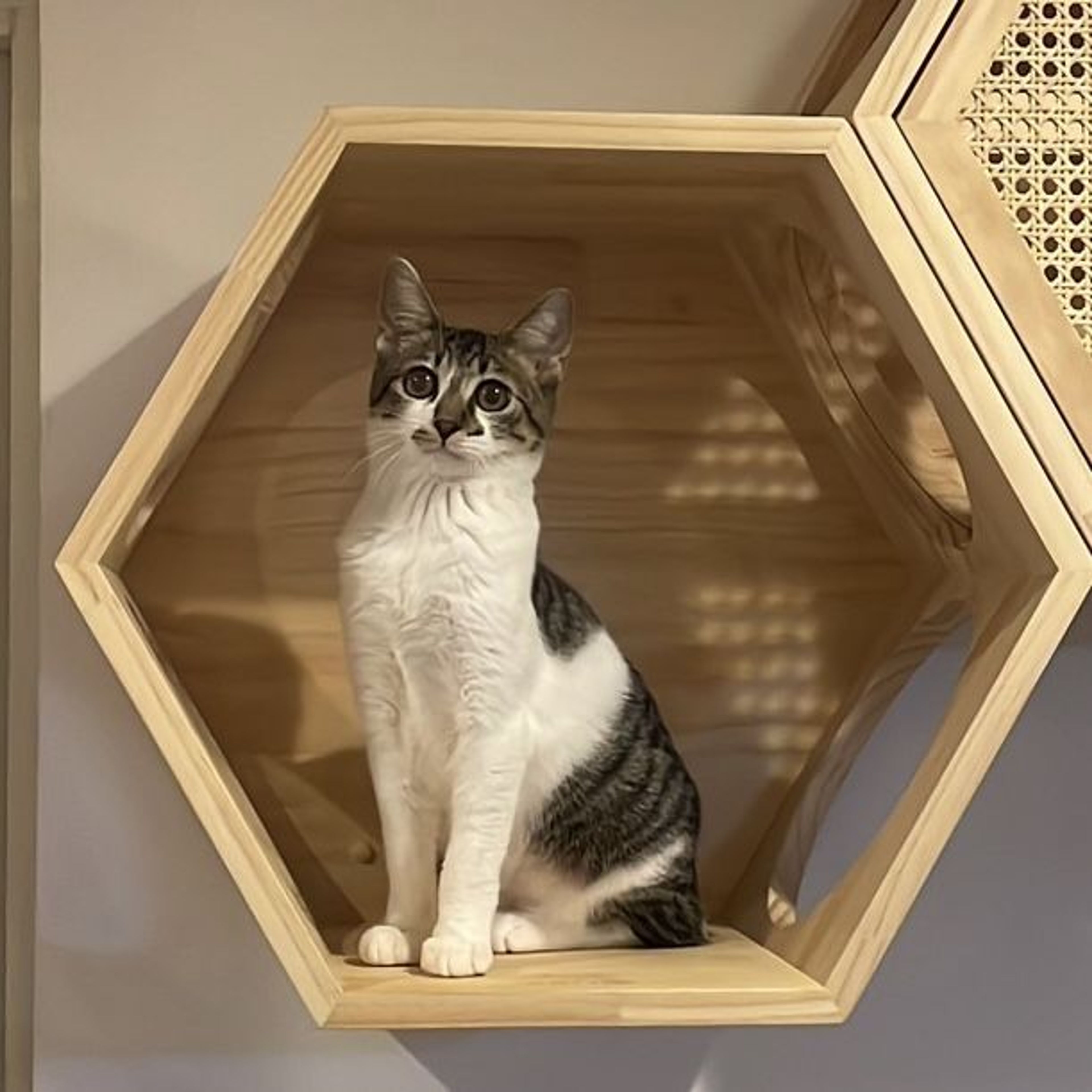 pet-image-6