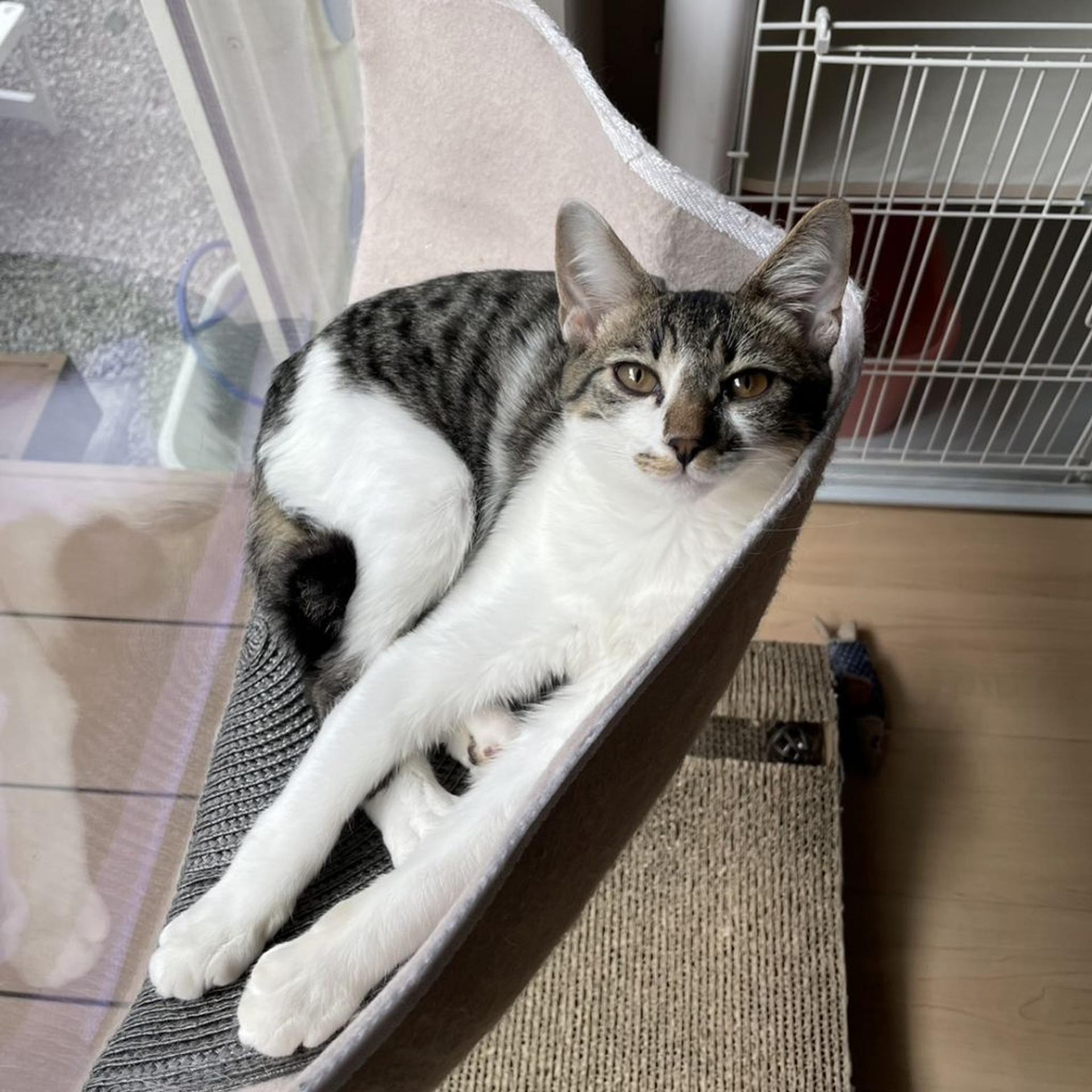 pet-image-7