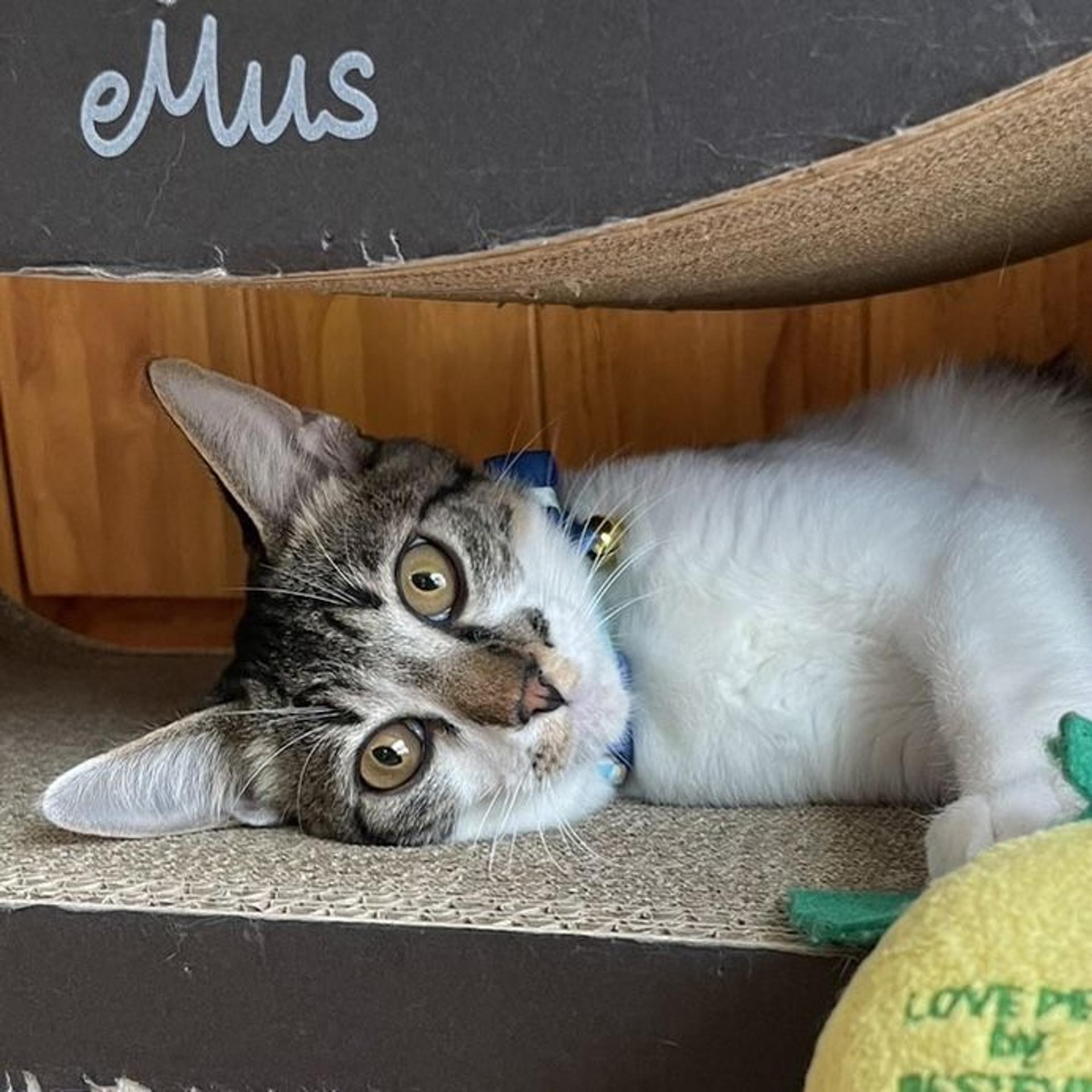 pet-image-9