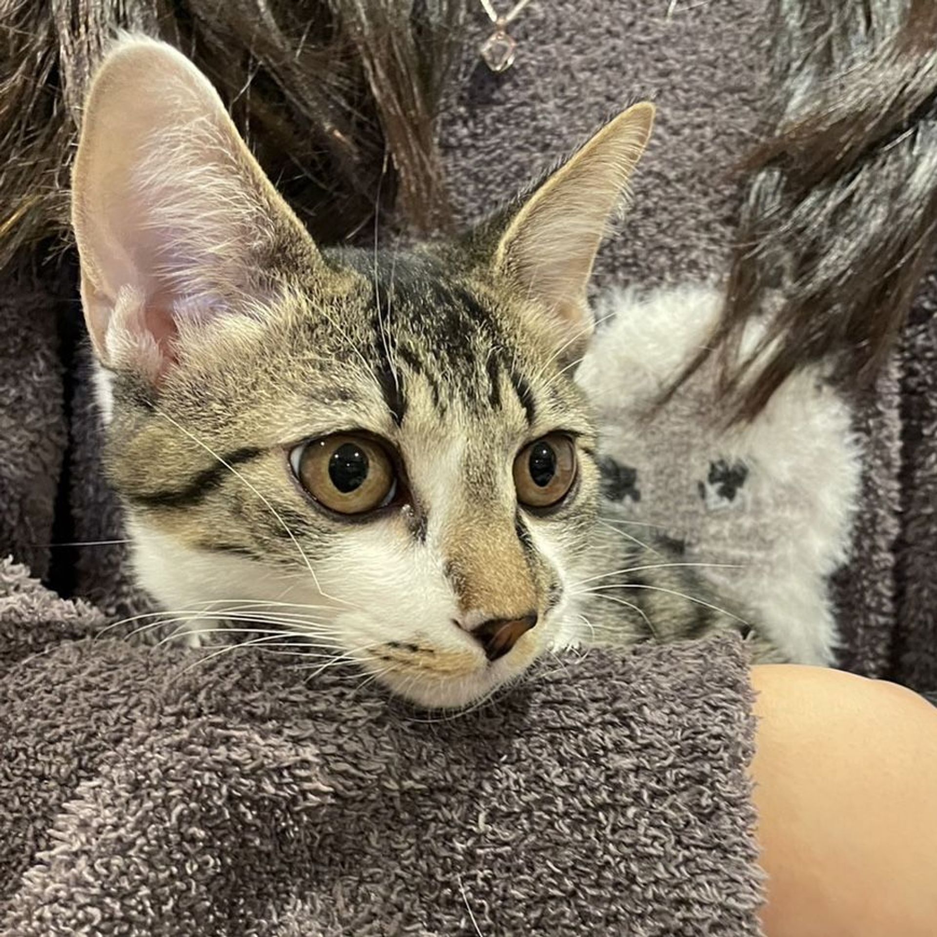 thumbnail-10