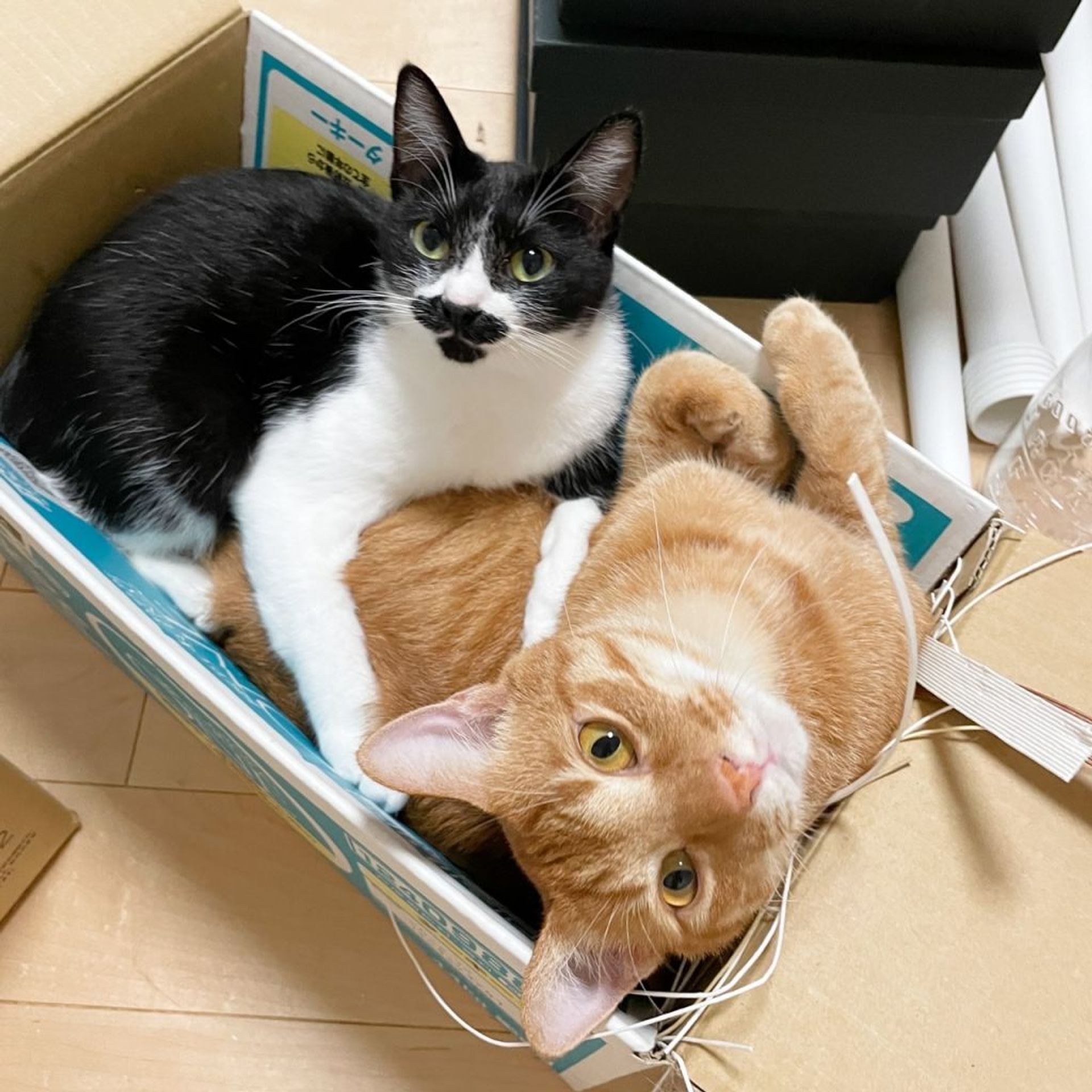 雑種（ミックス猫）・メスの里親募集の写真