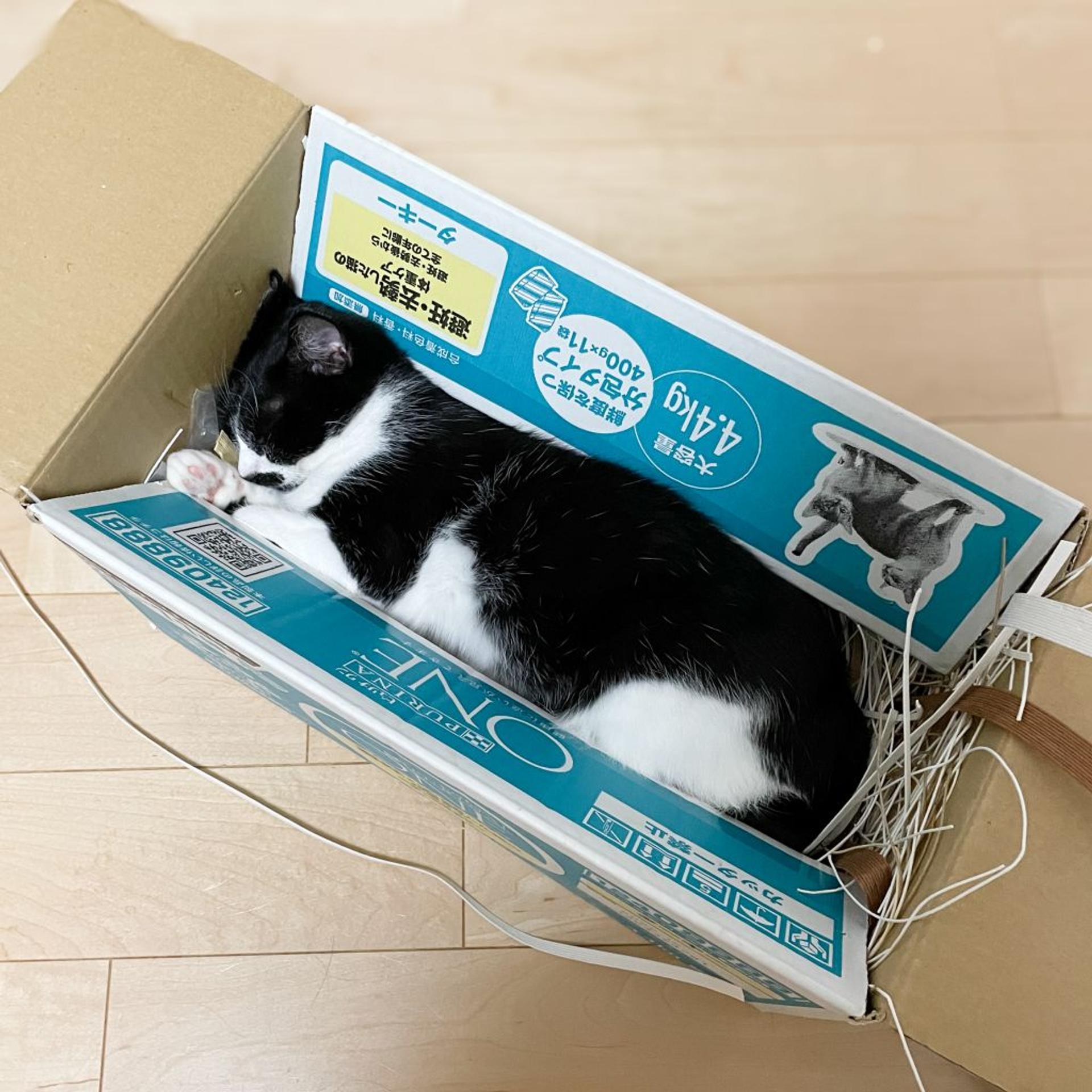 pet-image-4