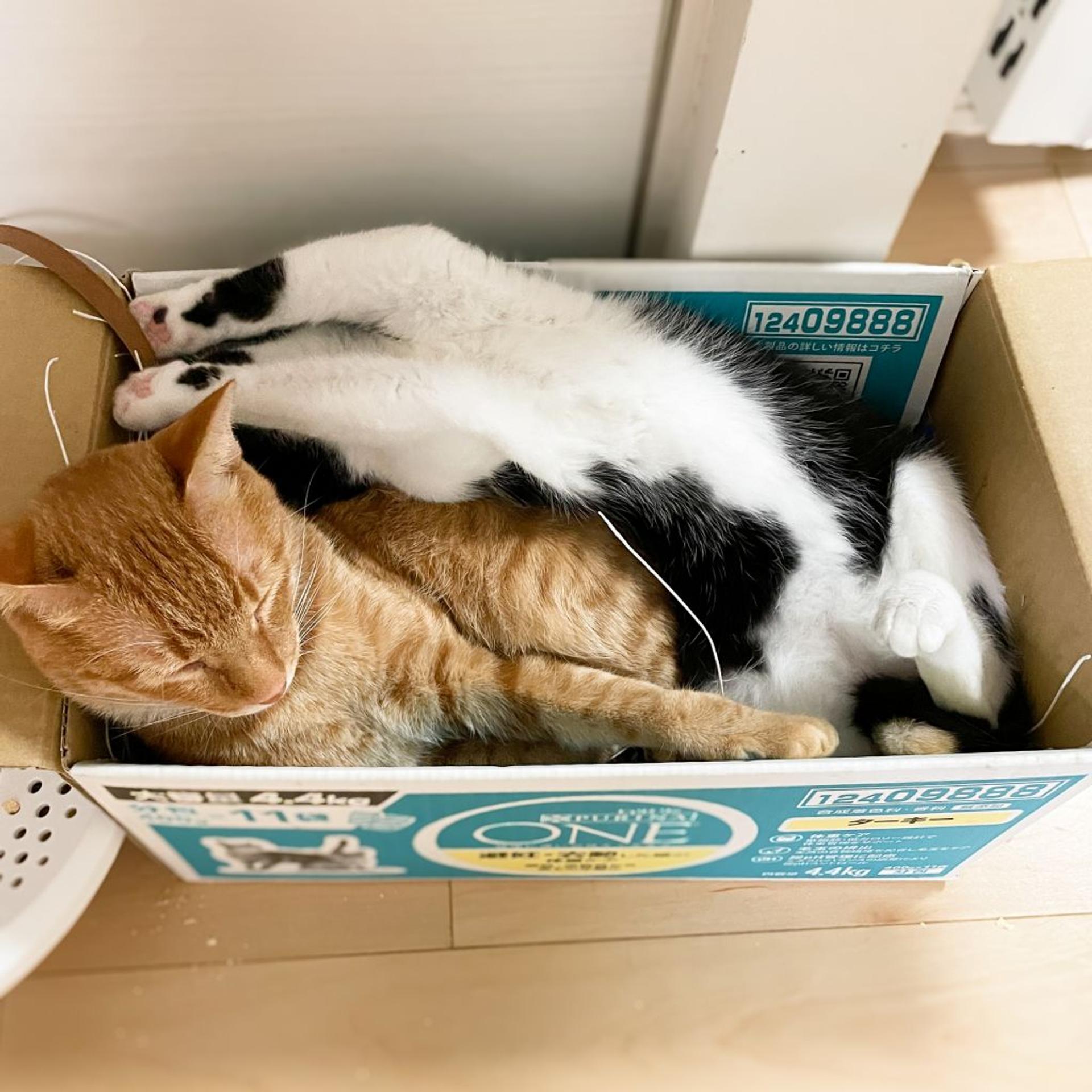 pet-image-5