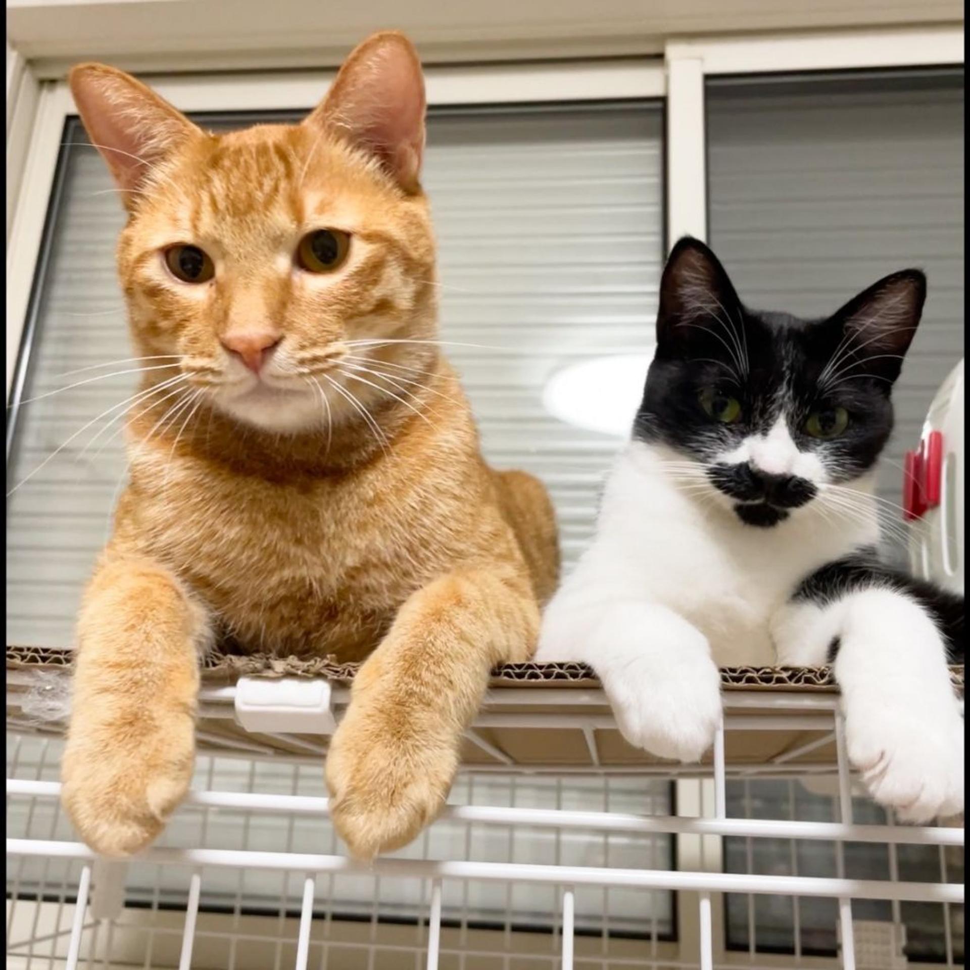 pet-image-7