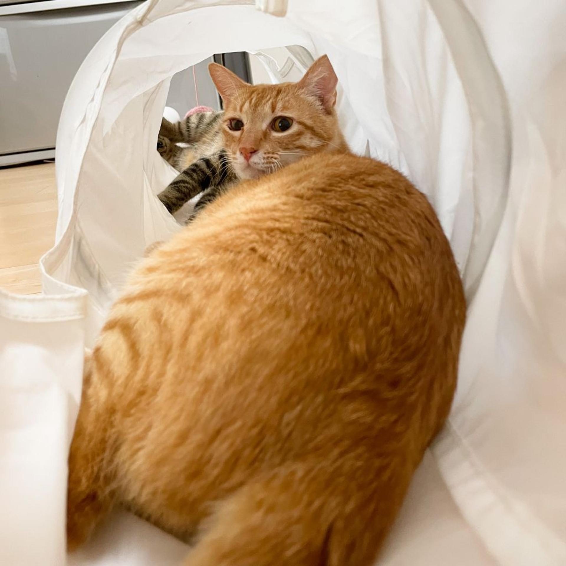 pet-image-10