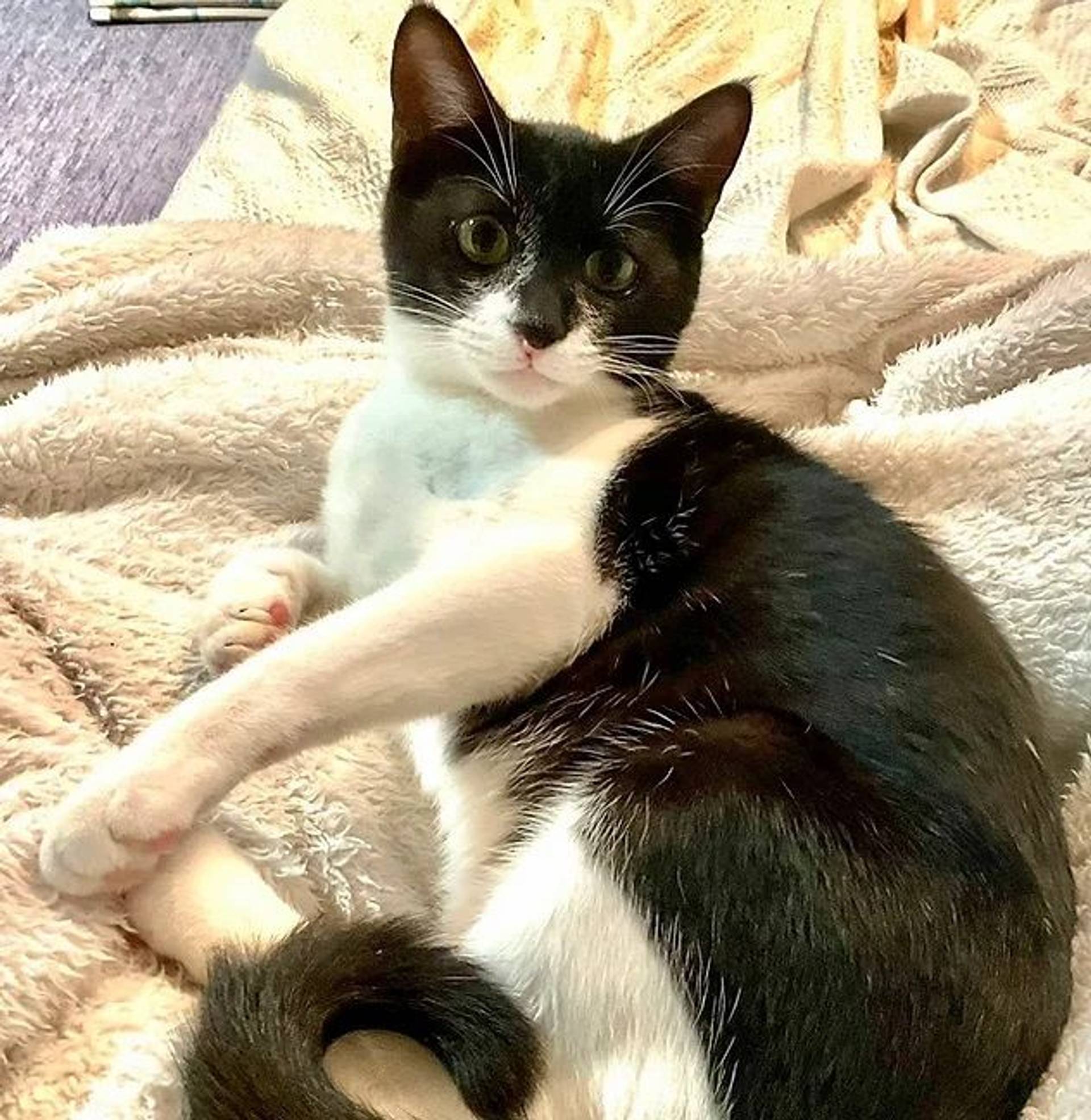 雑種（ミックス猫）・オスの里親募集の写真