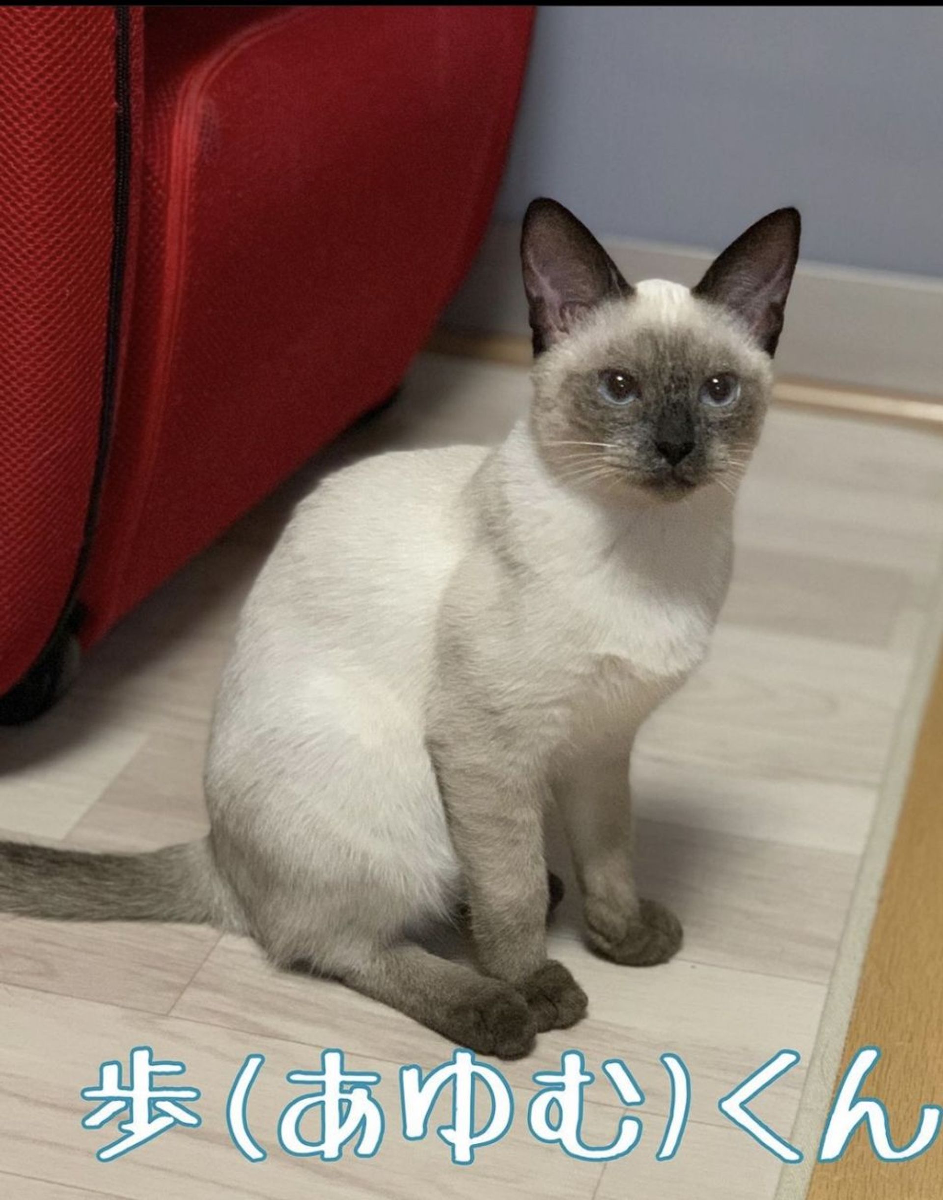 日本猫・オスの里親募集の写真