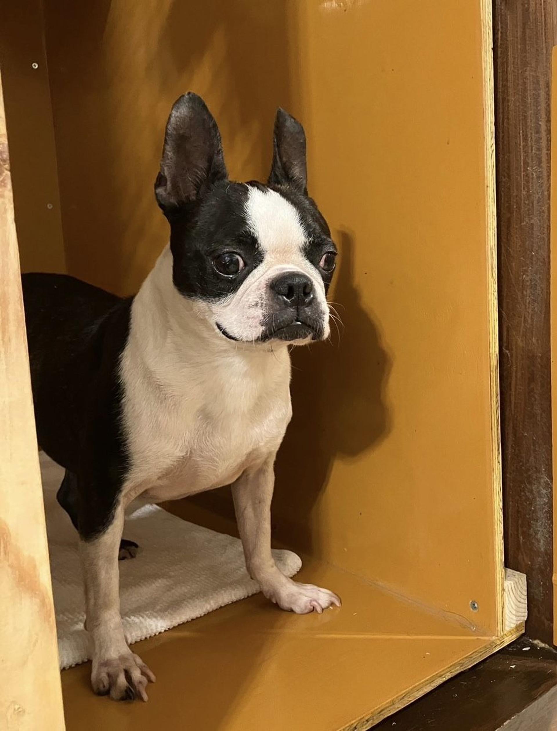 pet-image-5